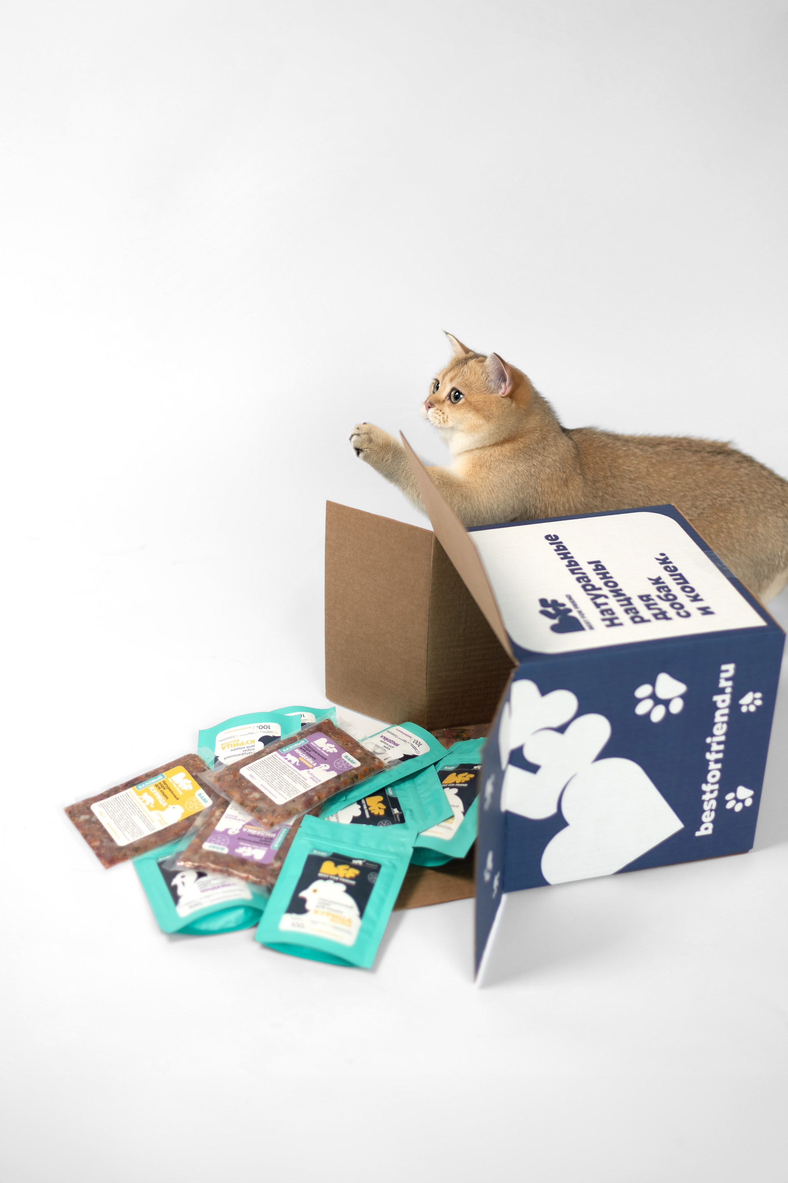 Best for friend (BFF). Фотограф анималист Кристина Карпова, Москва