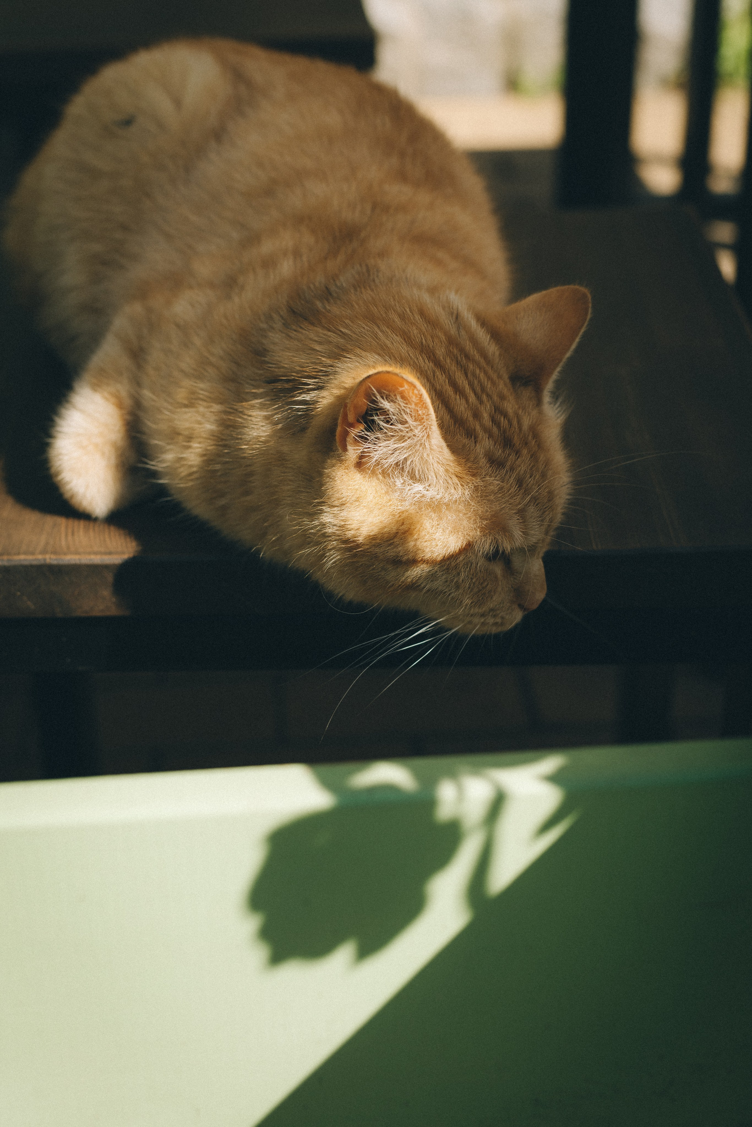 Мурчащий город. Фотограф Зеленоградск Красильникова Елена