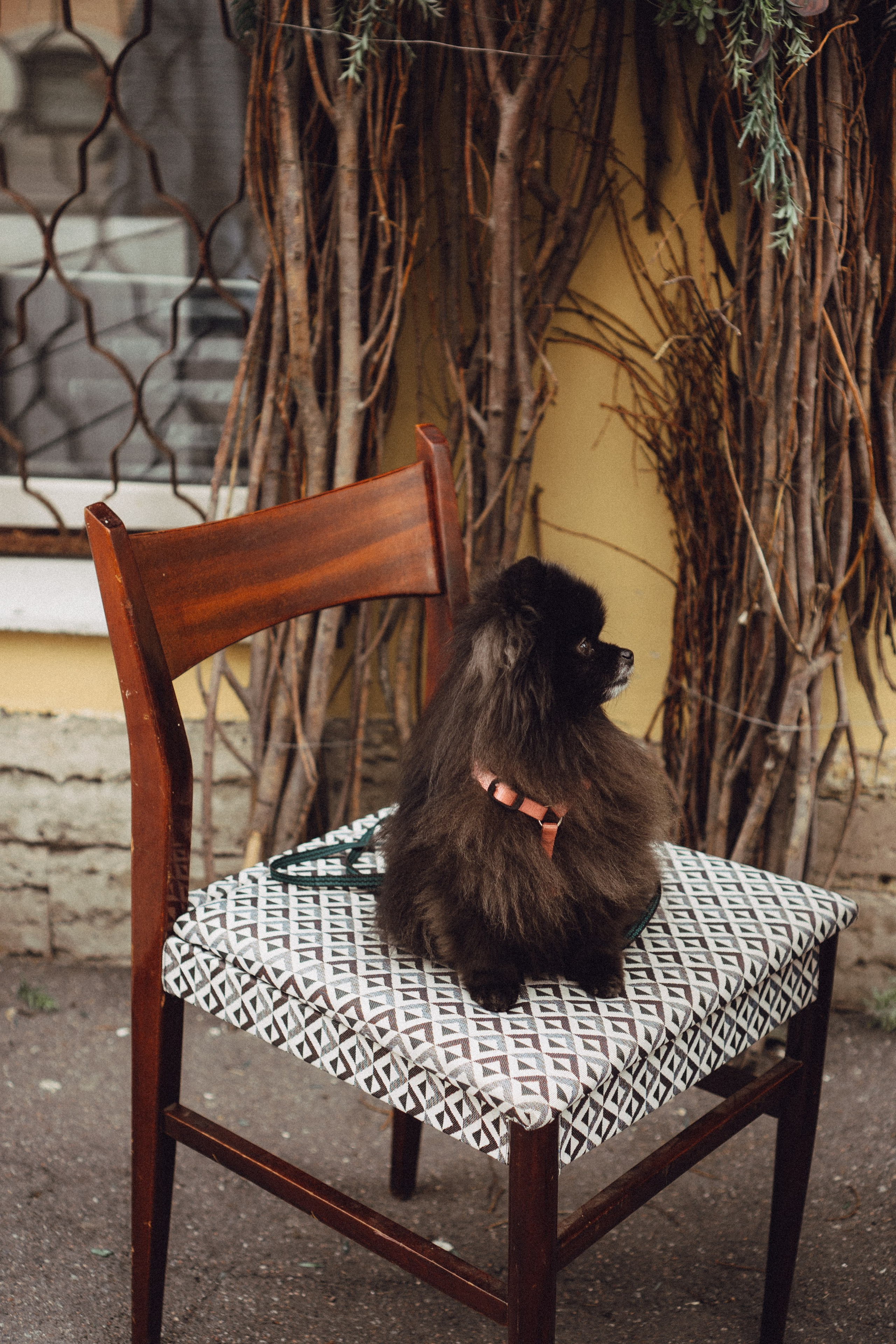 Беременность (только часть фото по желанию клиентов могу показать)). Профессиональный фотограф, Санкт-Петербург — Виктория Богомолова