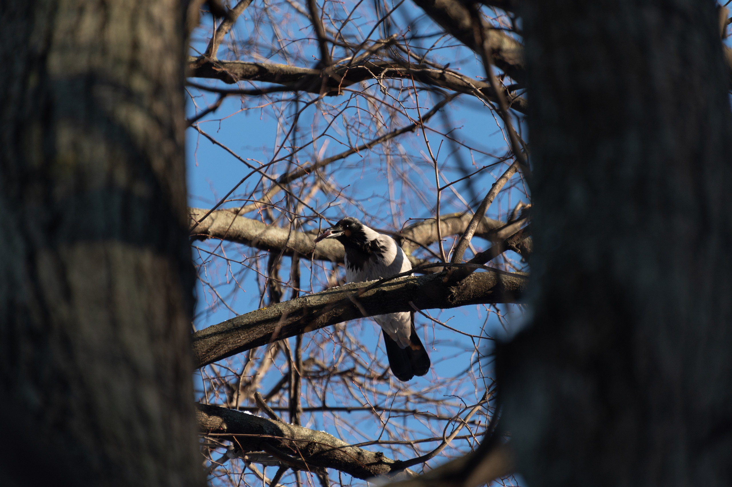 20240120 Воробьёвы горы. Дмитрий Ремизов. Фотография, как хобби