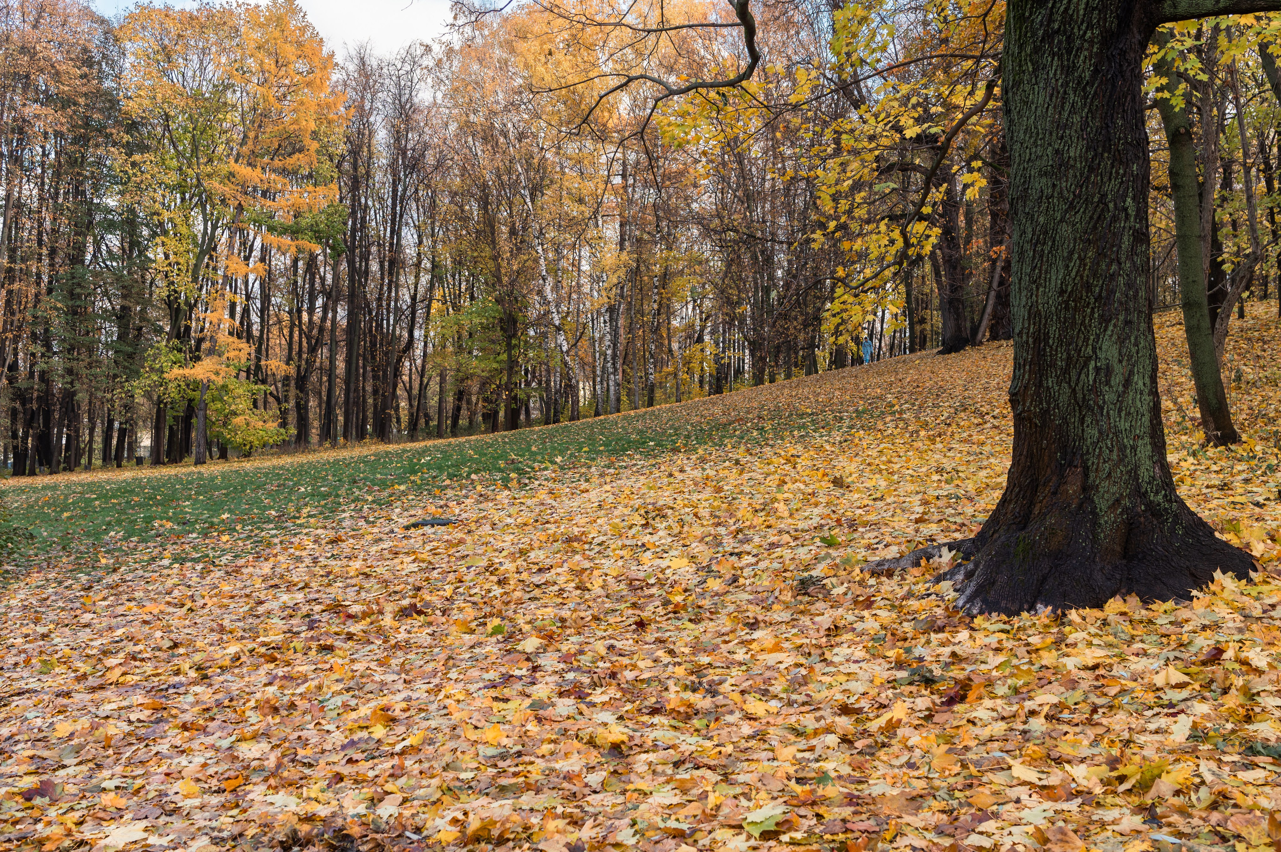 20231031 Нескучный сад. Дмитрий Ремизов. Фотография, как хобби