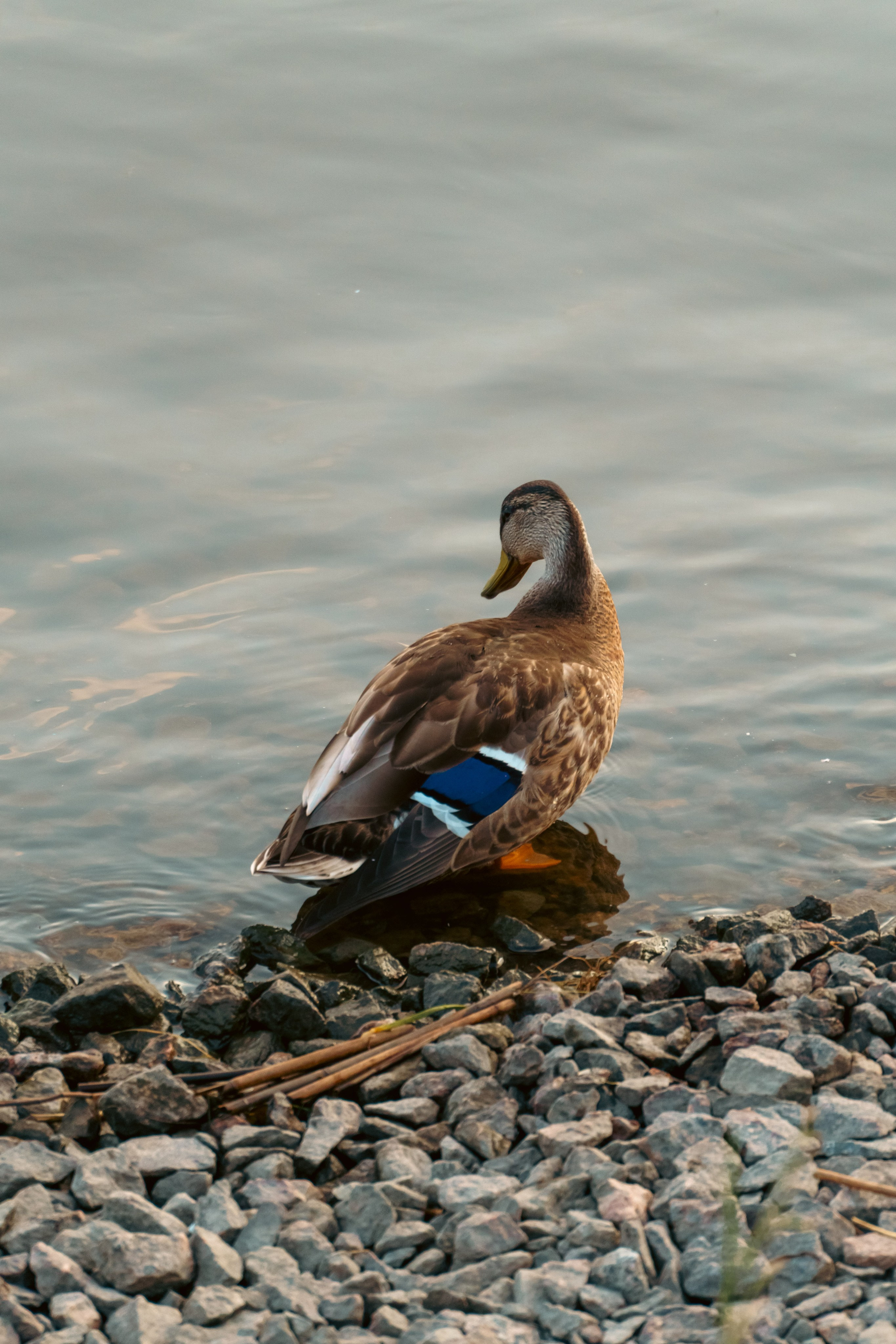 Животные. Фотограф в Санкт-Петербурге Ибрагимова Алина