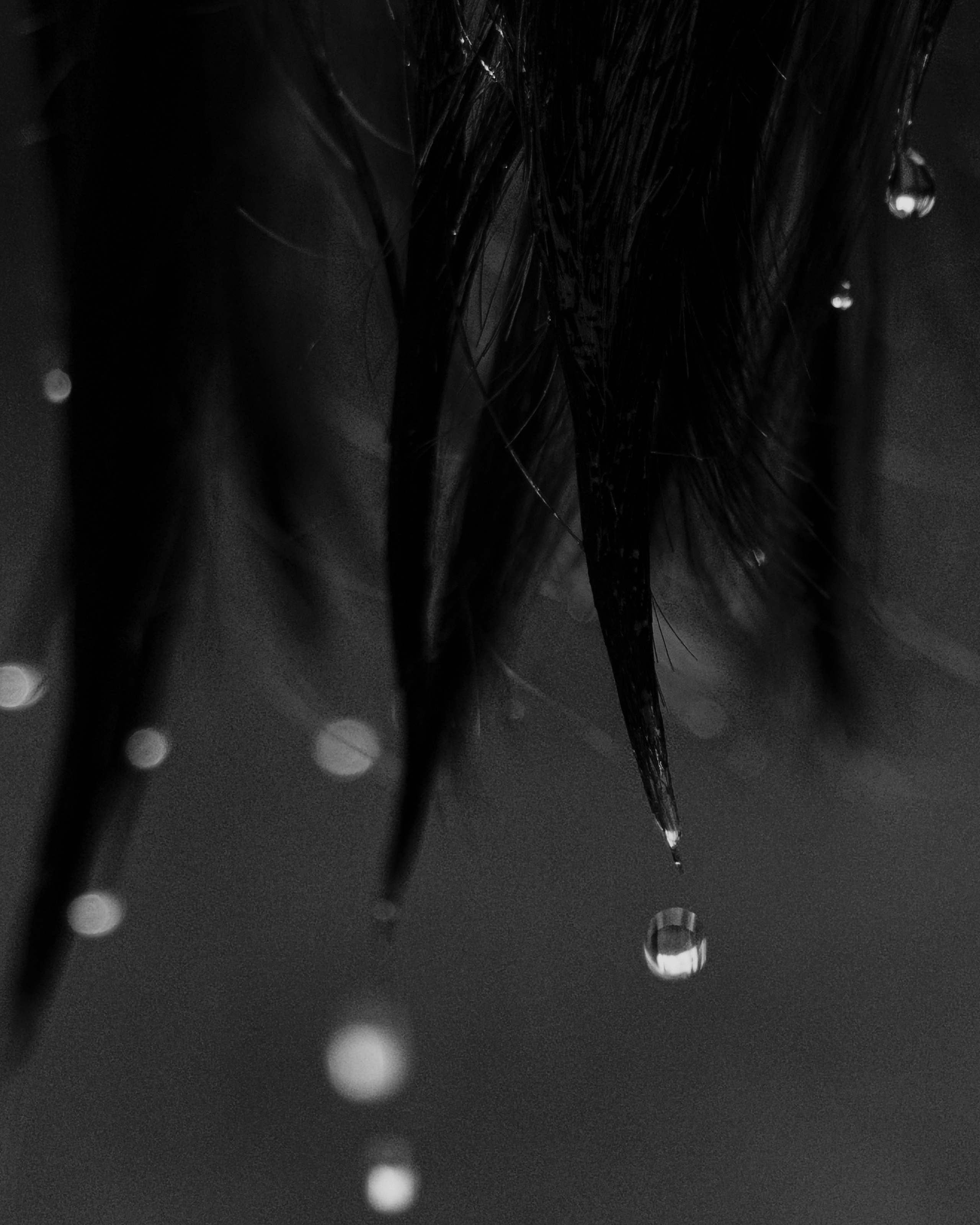 Лебеди. Свадебный фотограф Воронеж Москва СПБ