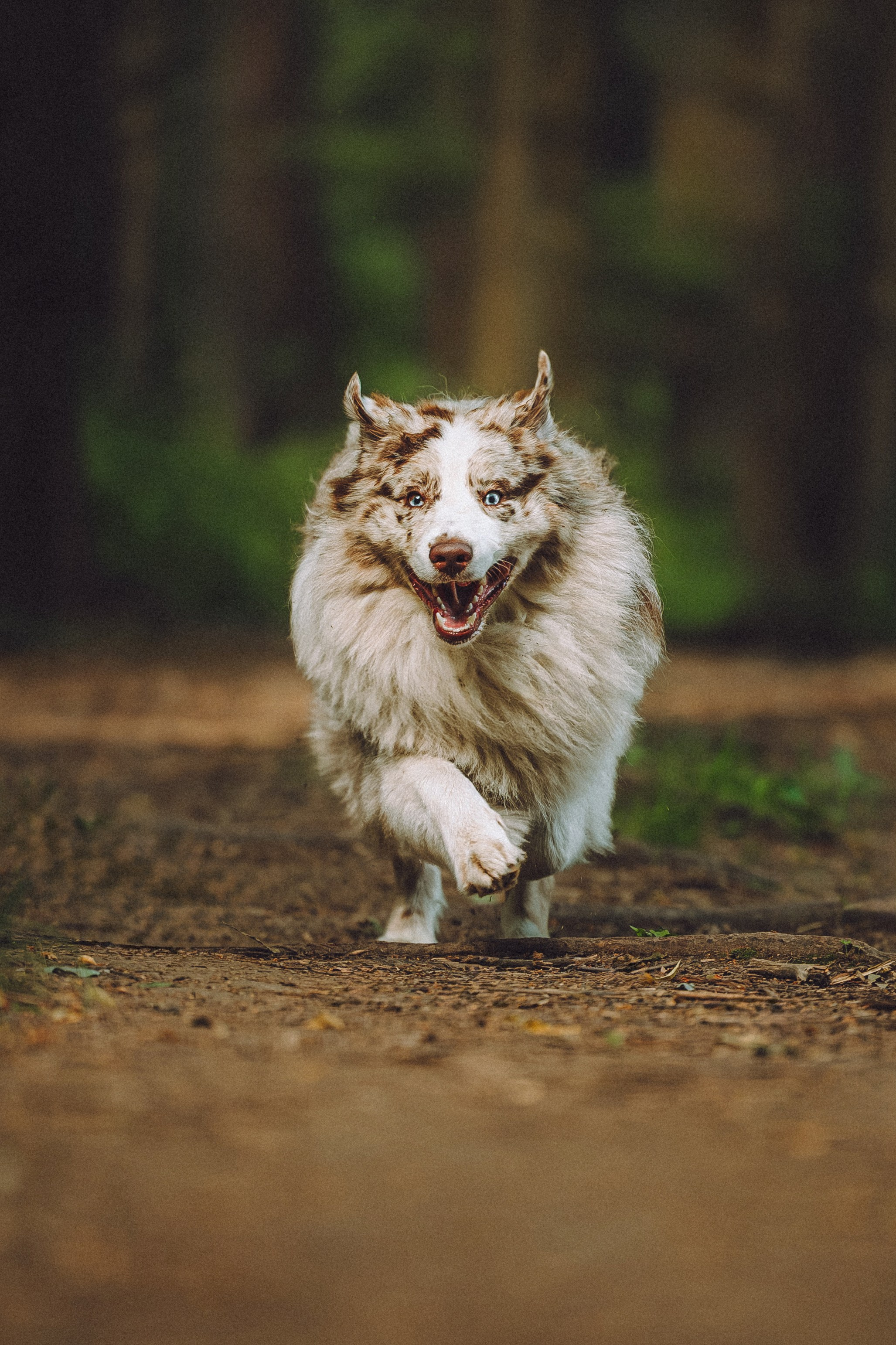 Катя, Андрей, Гектор, Ричи, Тортик и Трой