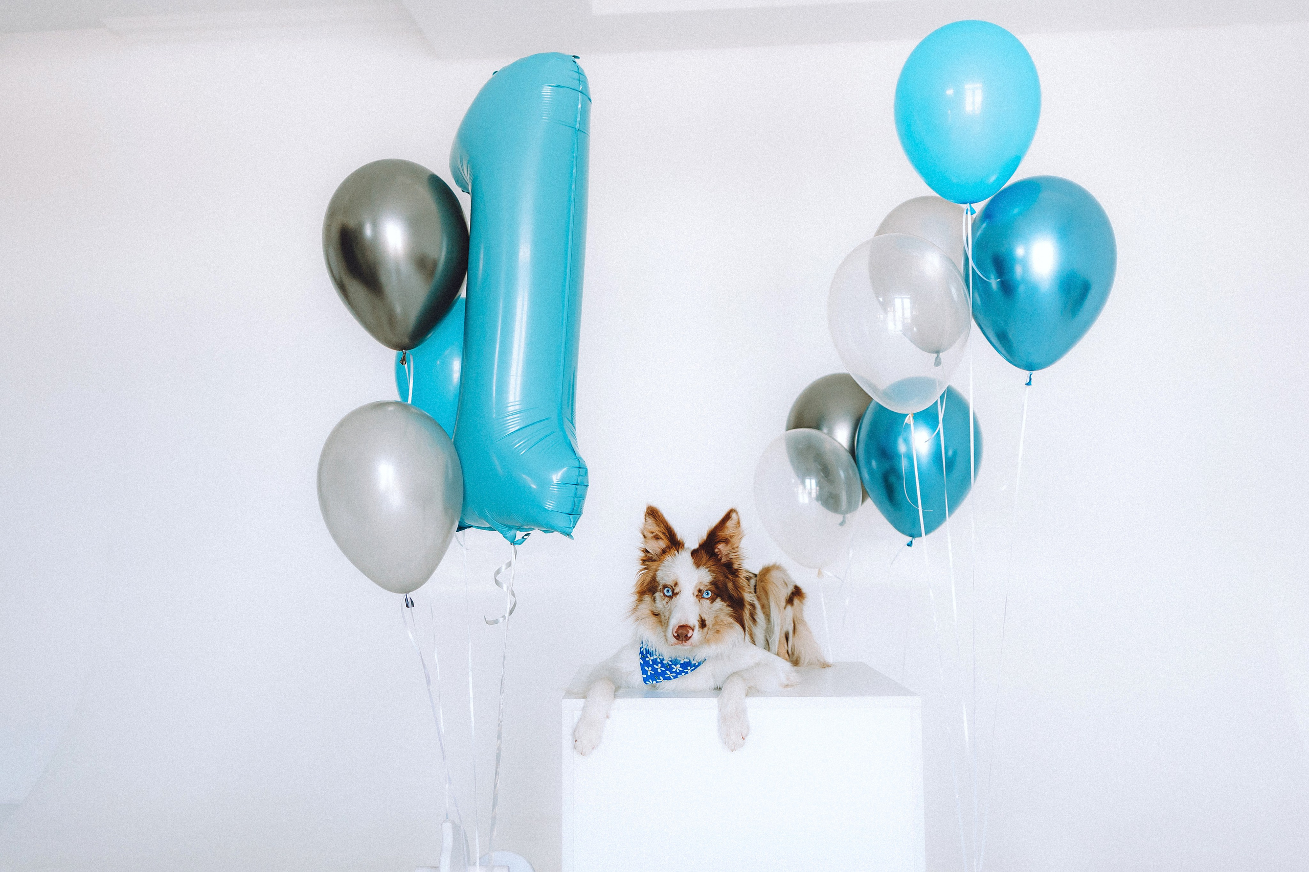 День рождения Айко