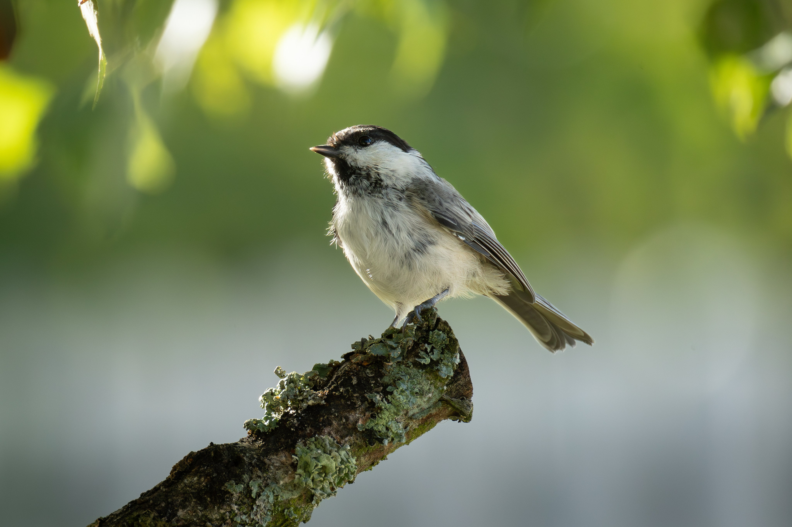 Птицы СНТ «Подлесье». Птицы парков г. Люберцы