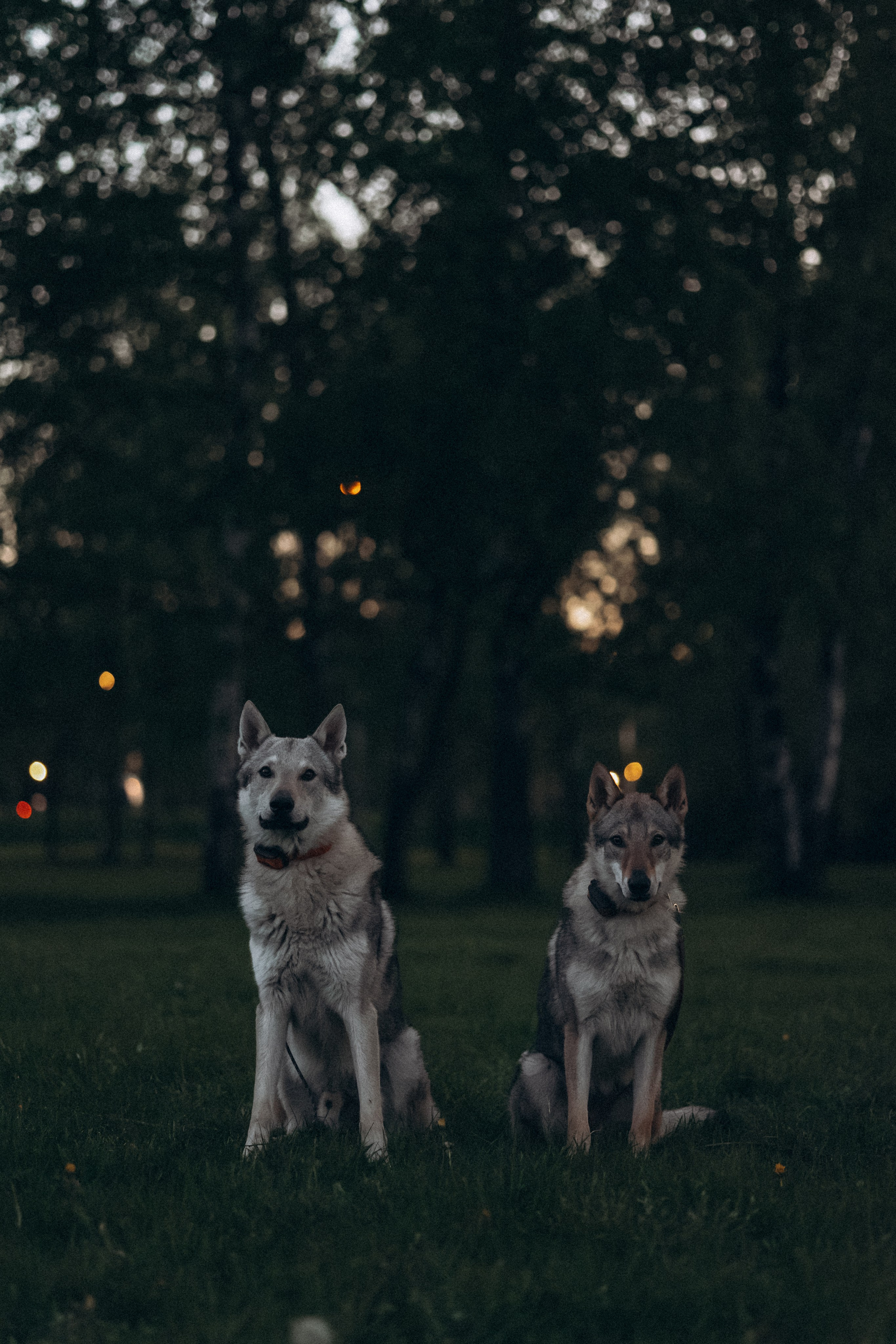 Аня и ее семья. Фотораф — анималист Мария Шистка