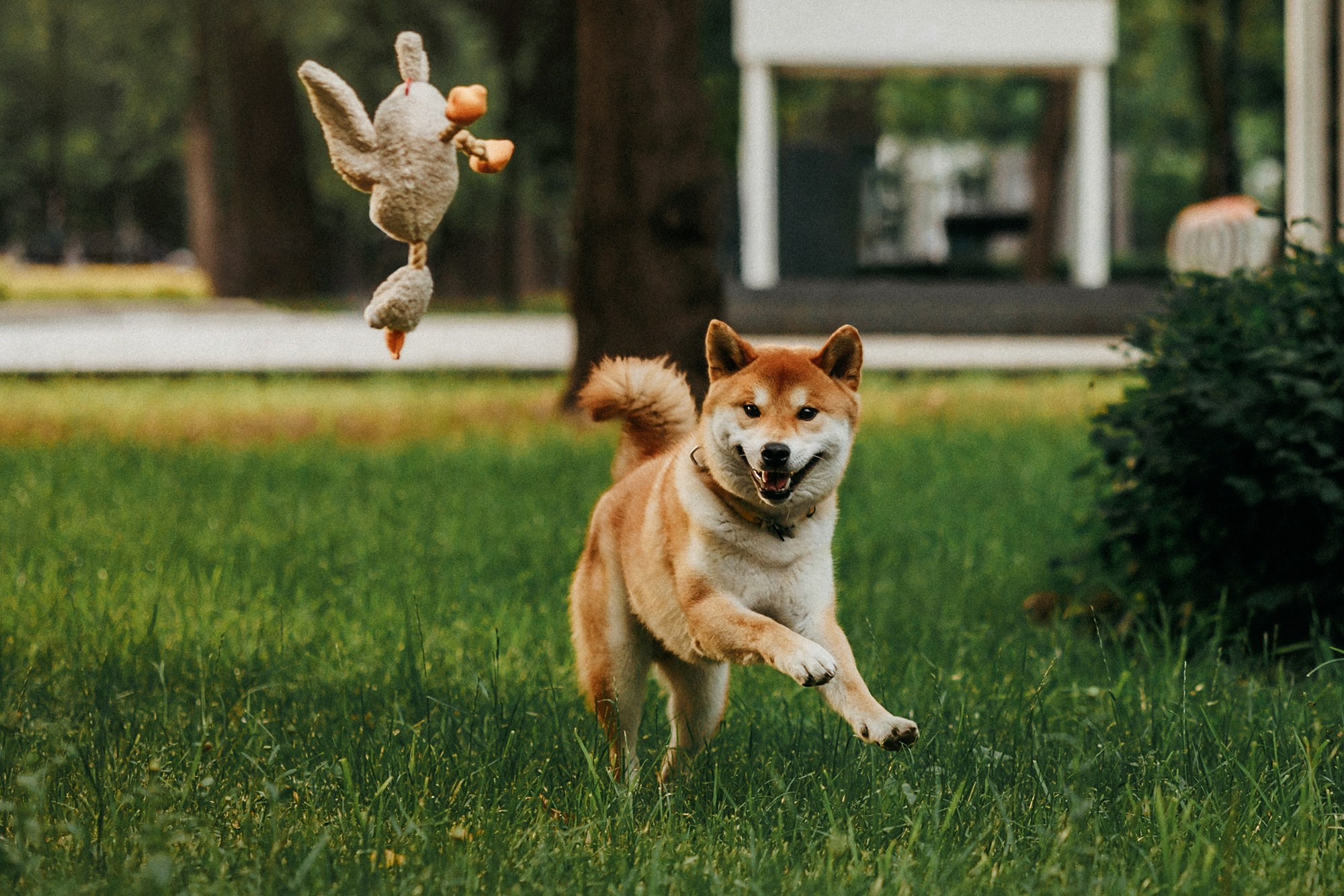 Аня, Влад и Ики. Фотограф-анималист Елена Радченко, Москва