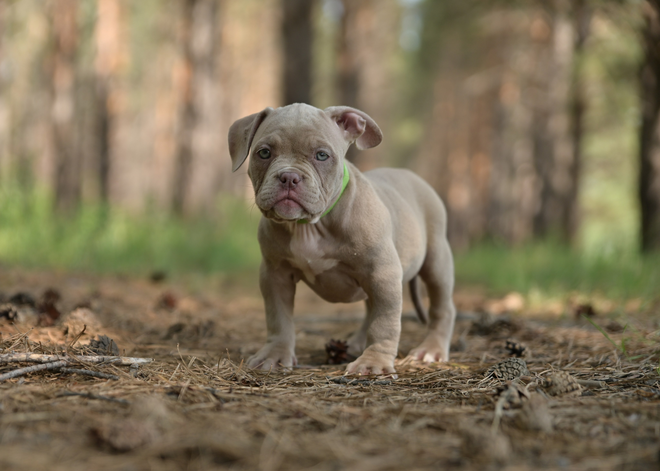 Свободные щенки Американский Булли в Иркутске. Питомник собак Иркутск