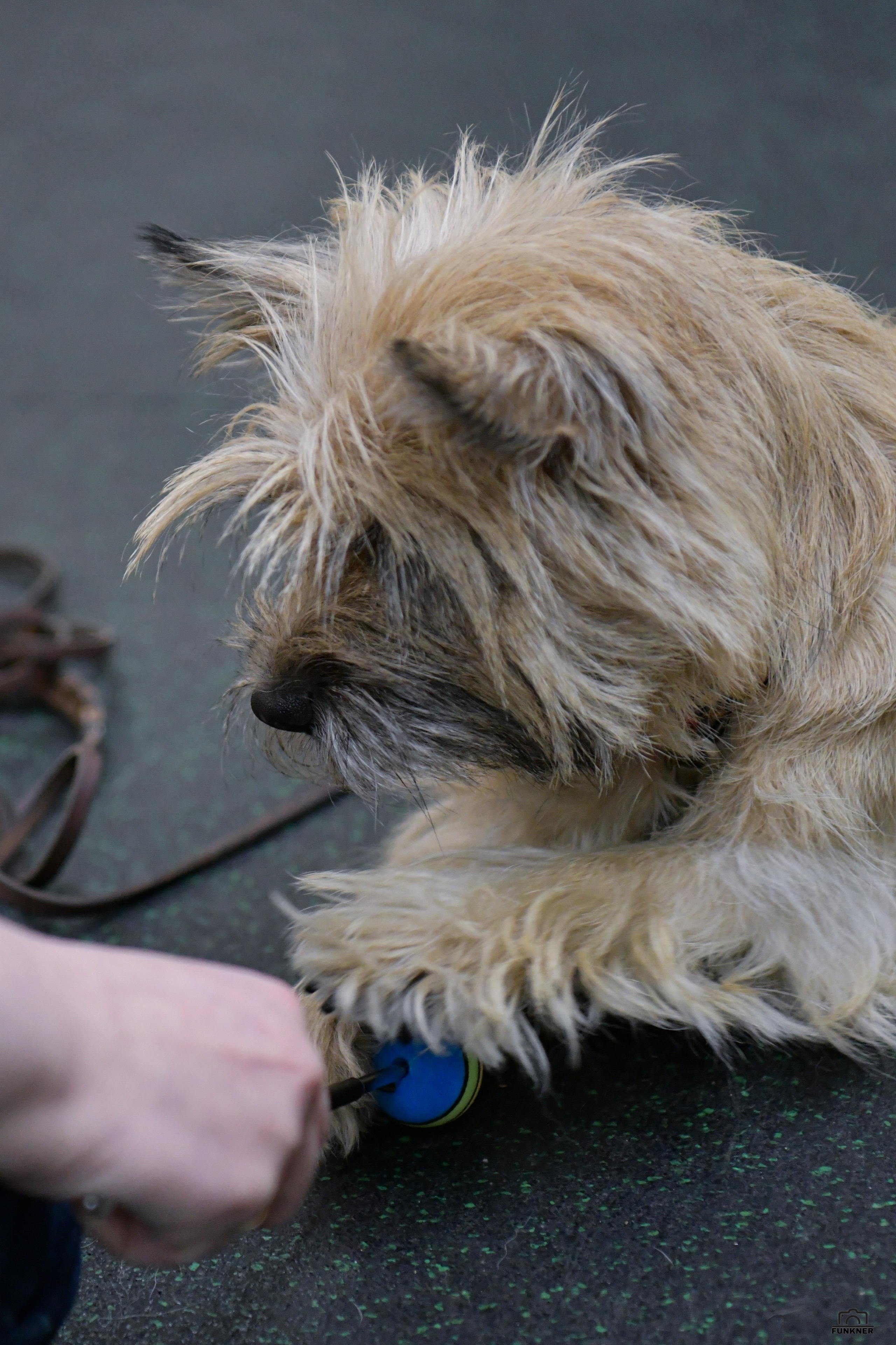 Кинологический клуб «Бодрый хвост». Свой взгляд через объектив
