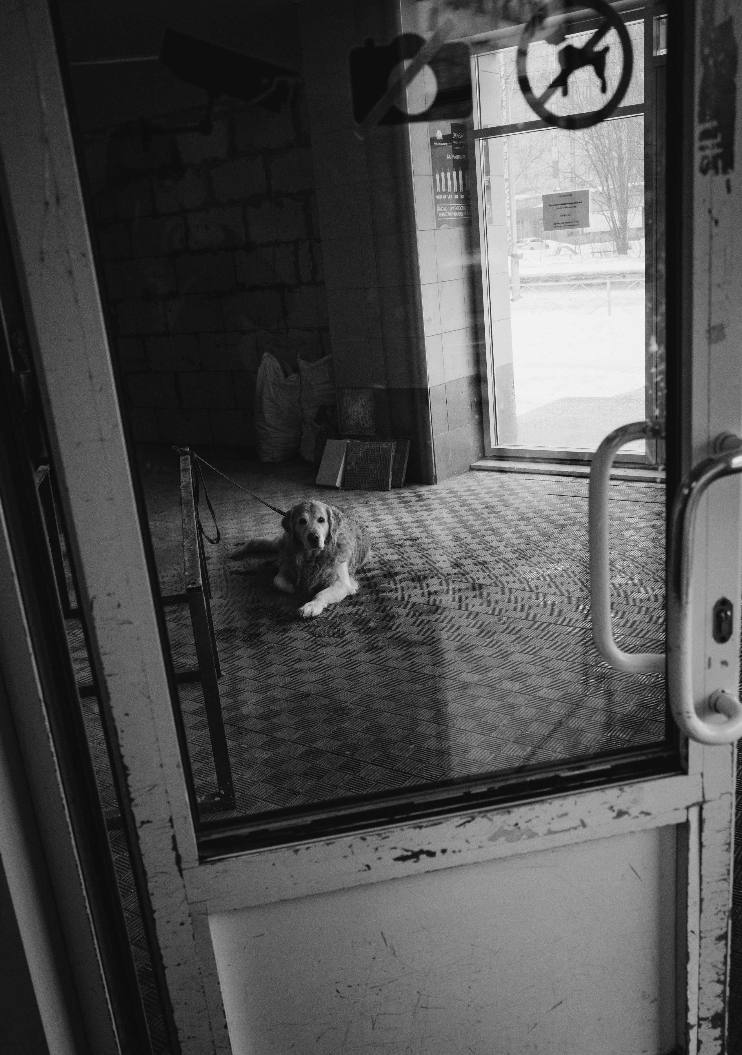 Собаки. Фотограф Александр Тихонов