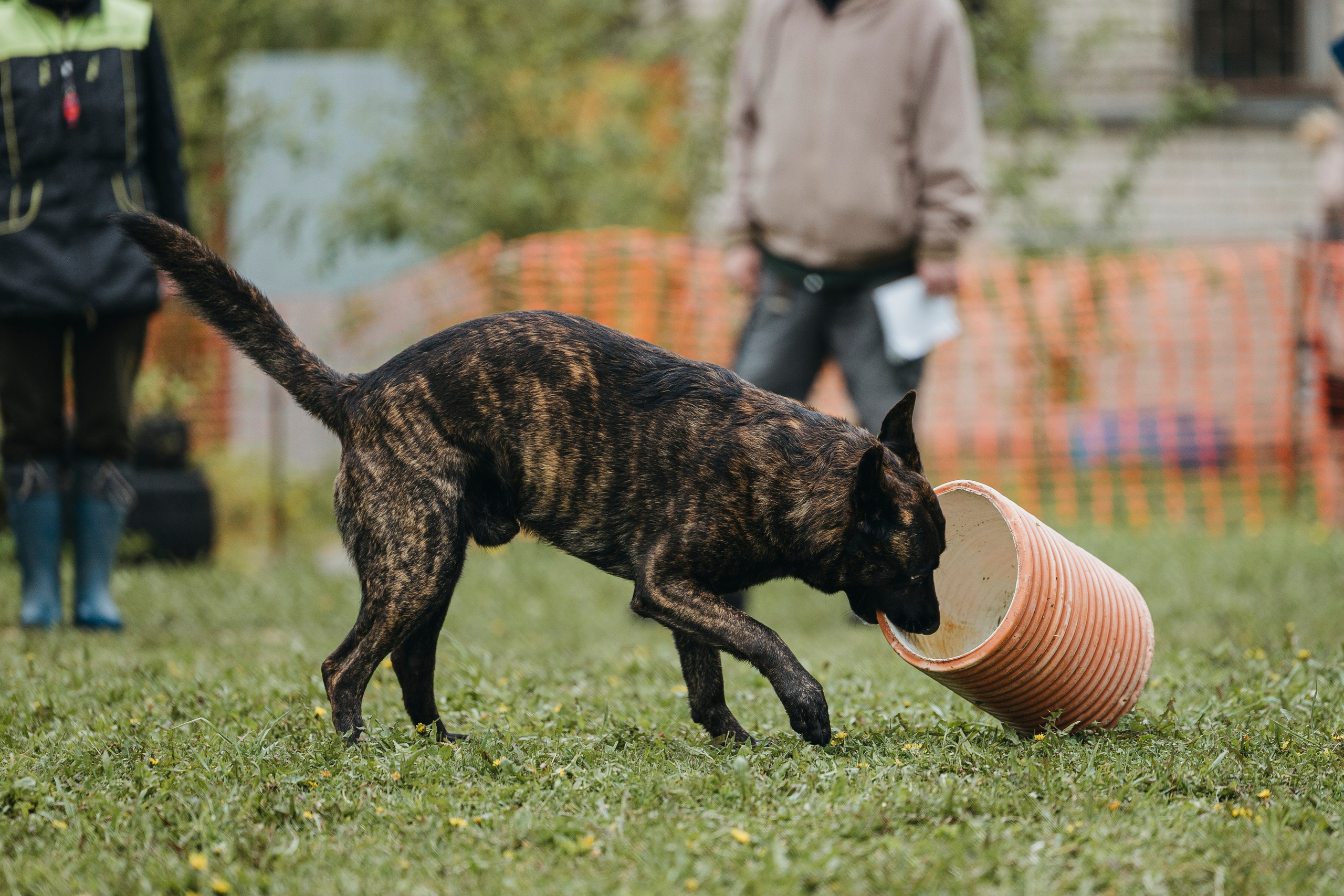 26.05.25 г. Пушкин квалификационные соревнования. Фотограф-анималист Анна Маринич