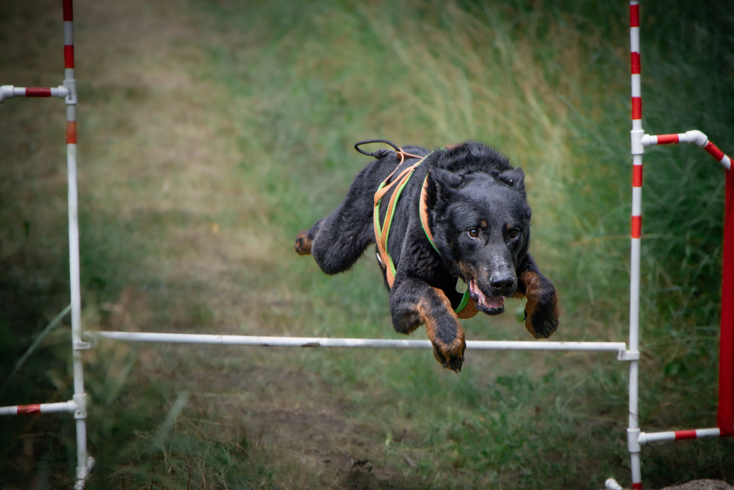 Собаки. Антонина Савельева Фотограф Ставрополь