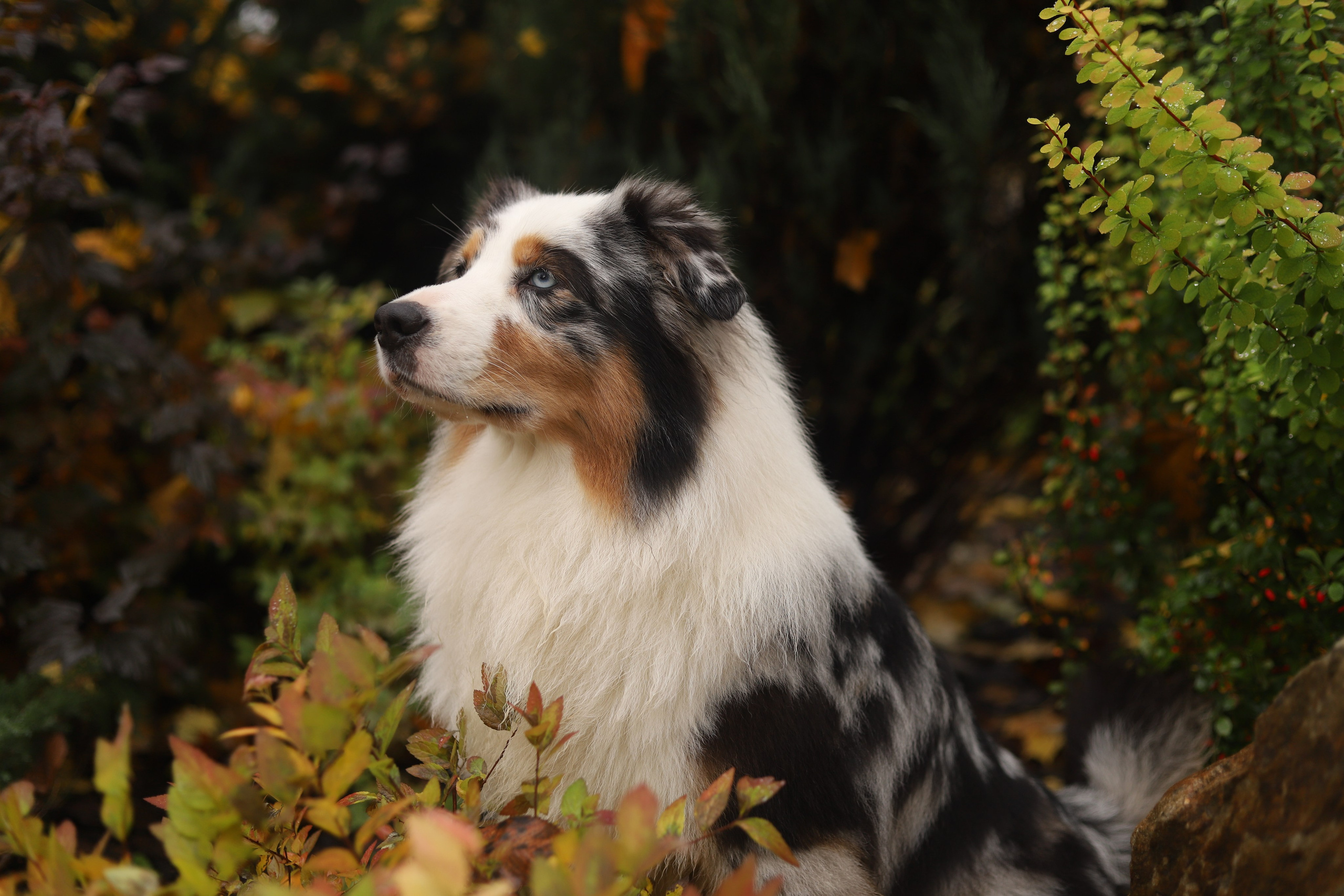 Услуги и цены. Фотограф-анималист Анна Леонтьева • Москва
