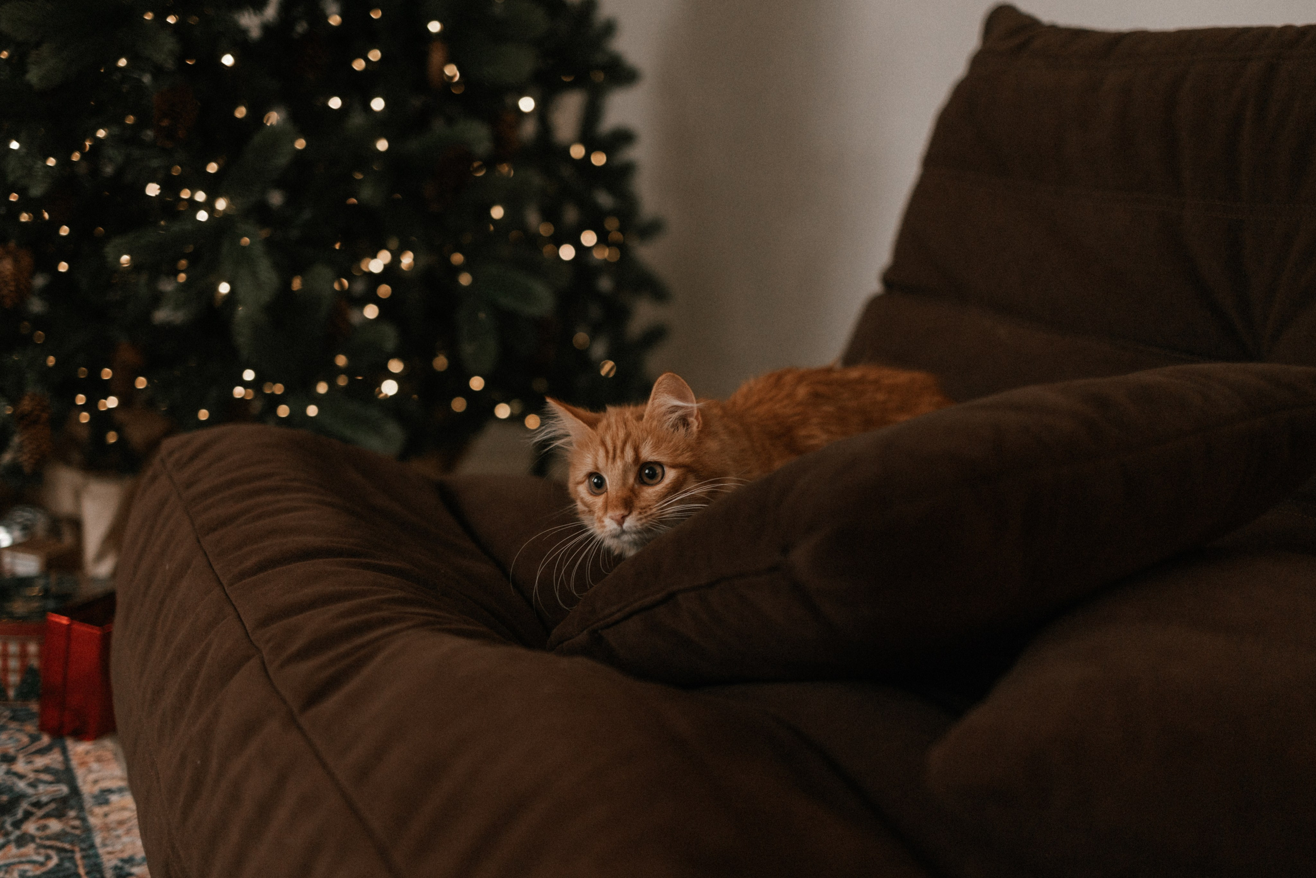 Камилла и ее девочки. Фотограф — Анималист | Санкт-Петербург