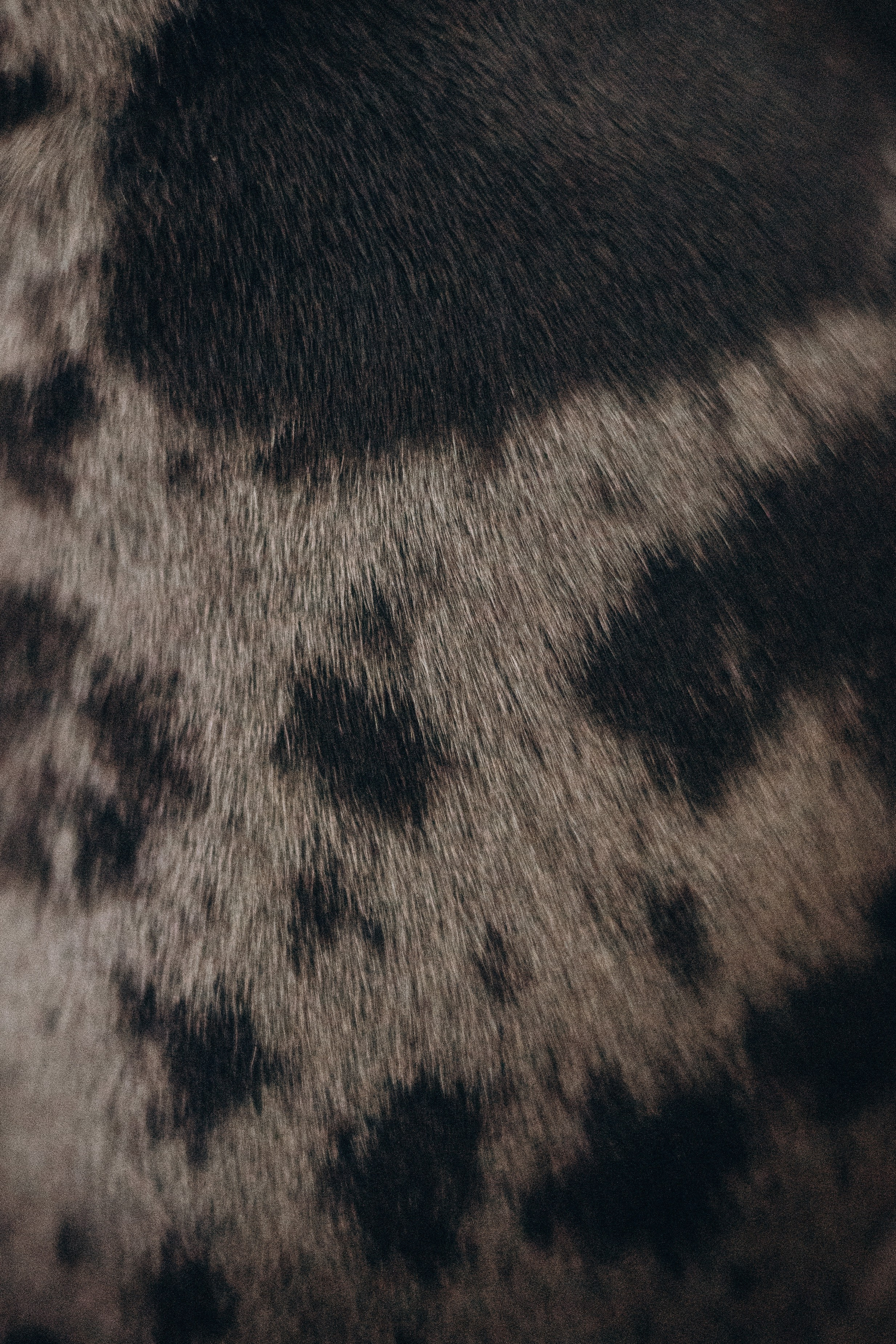 Семейная для Ксюши. Фотограф — Анималист | Санкт-Петербург