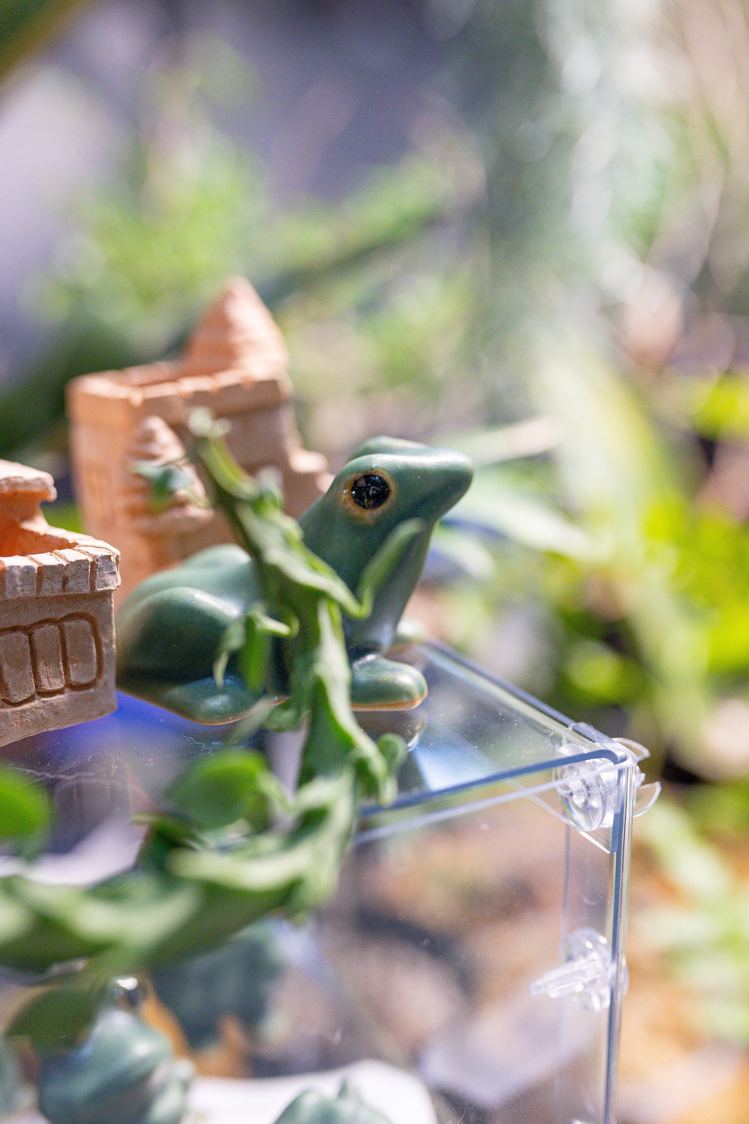 Орхидиум 12.2025. Александра Куликова фотограф, Москва