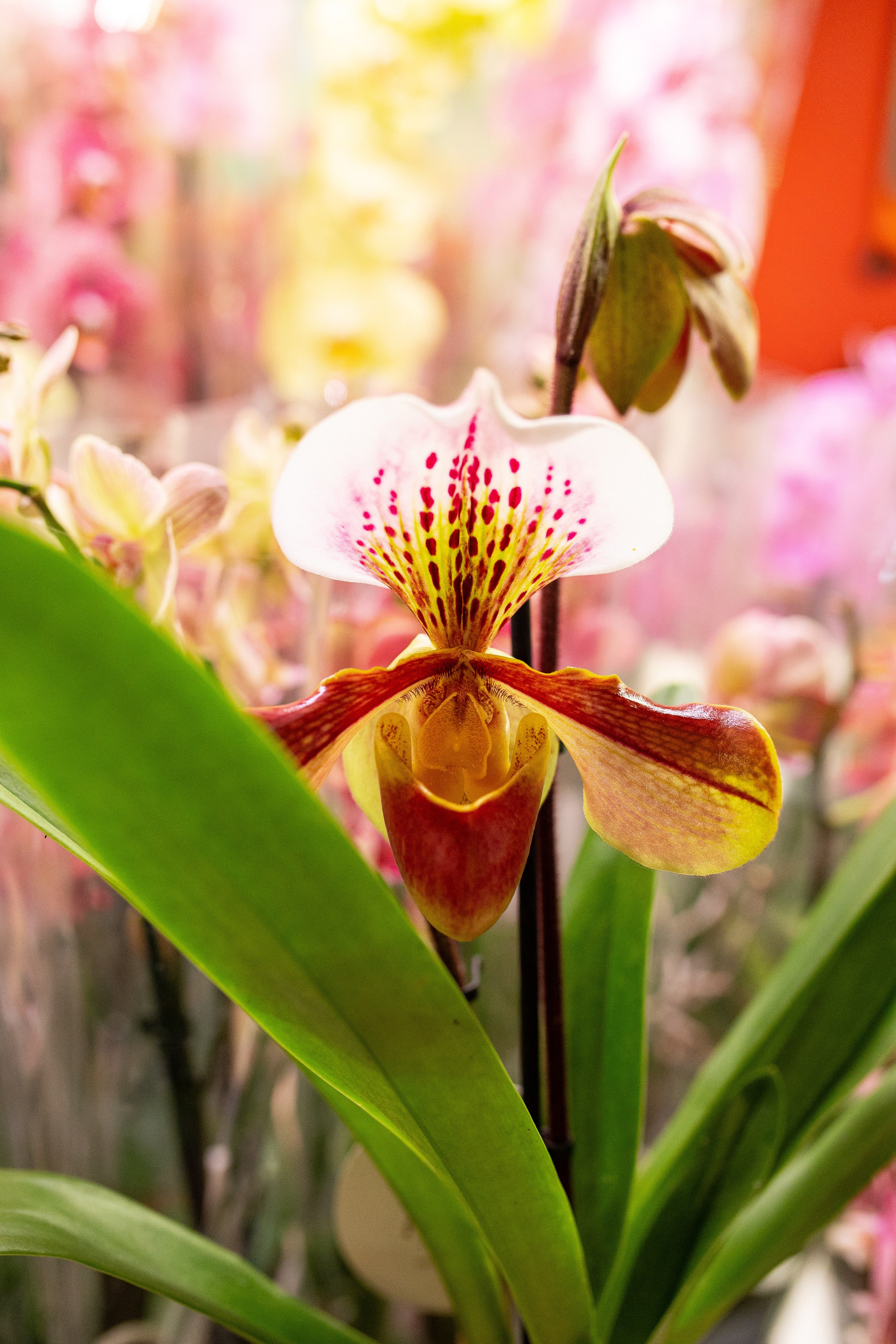 Growbox декабрь 2025. Александра Куликова фотограф, Москва