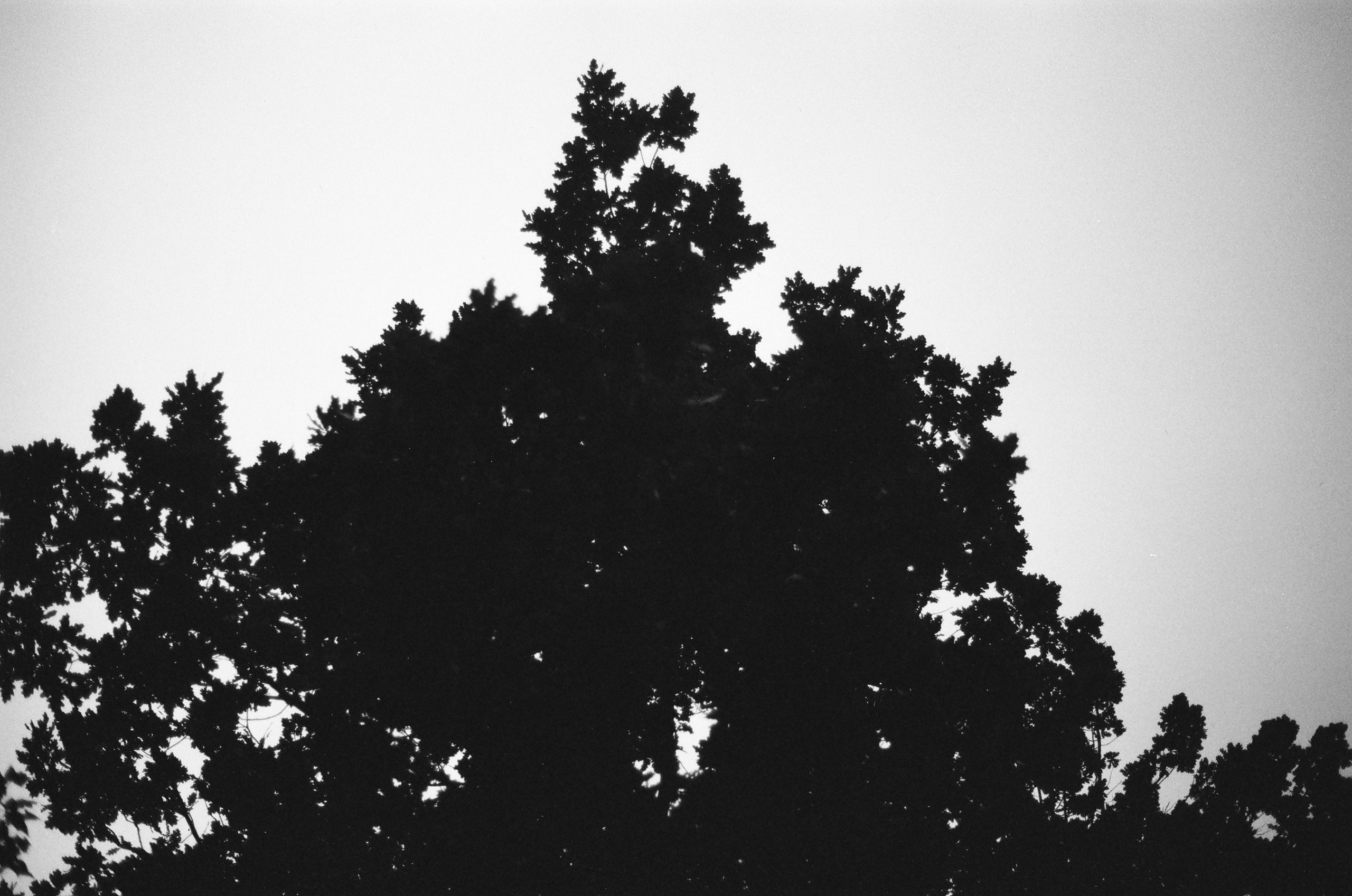 Dispersed Presence. Film and another stuff