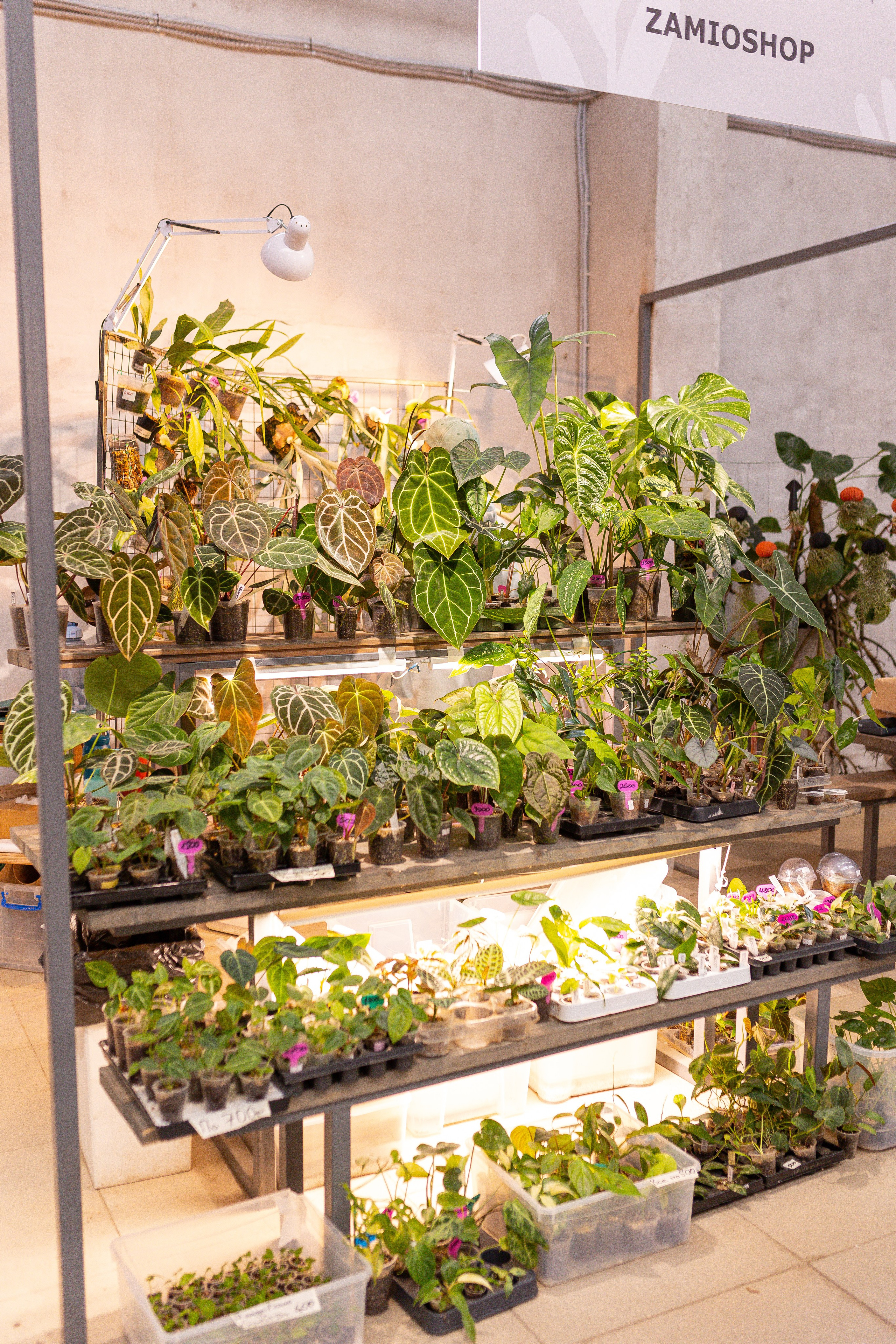 Ярмарка Green Rare 20.09.25. Александра Куликова фотограф, Москва