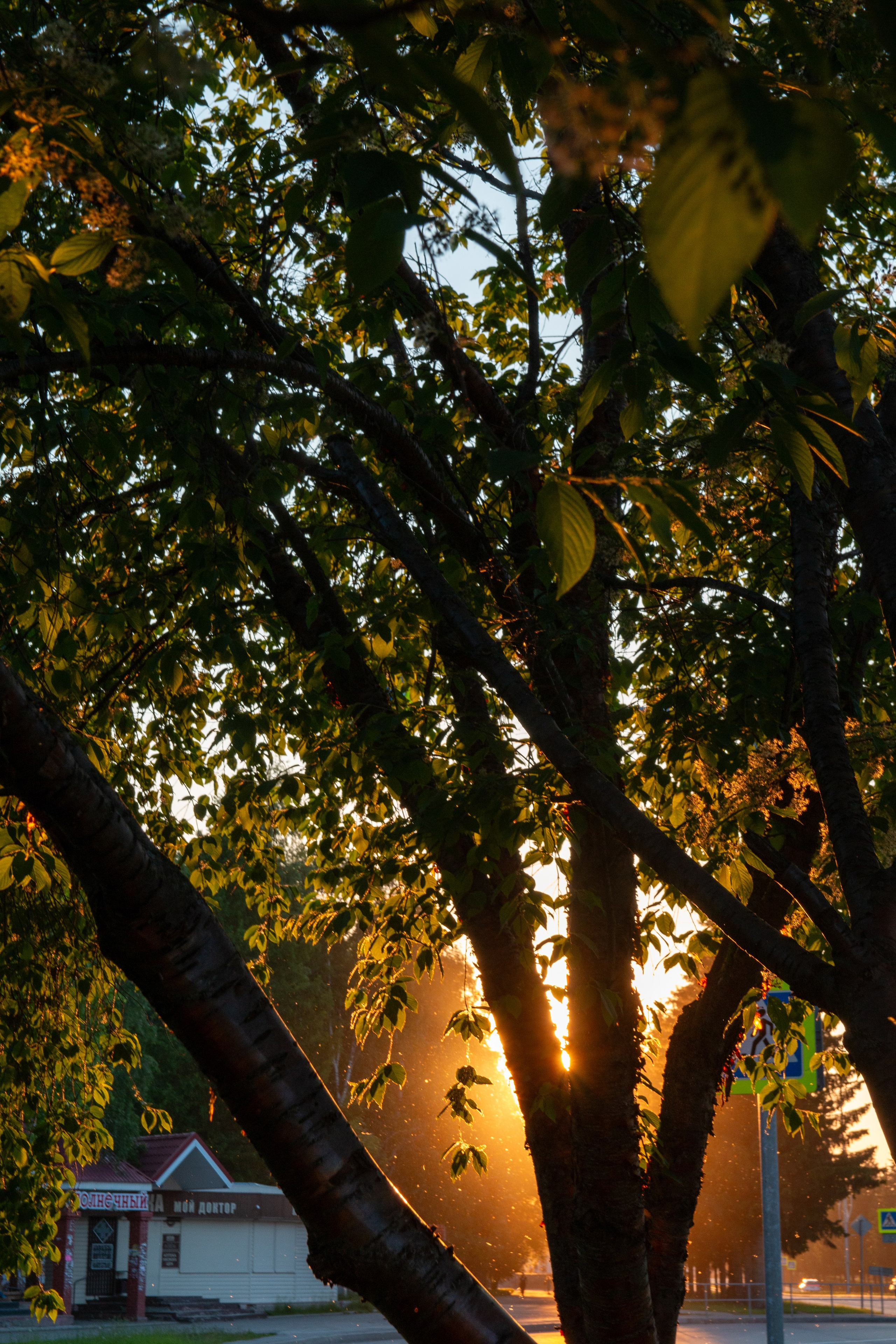 Лето. Ваш фотограф Северск | Томск