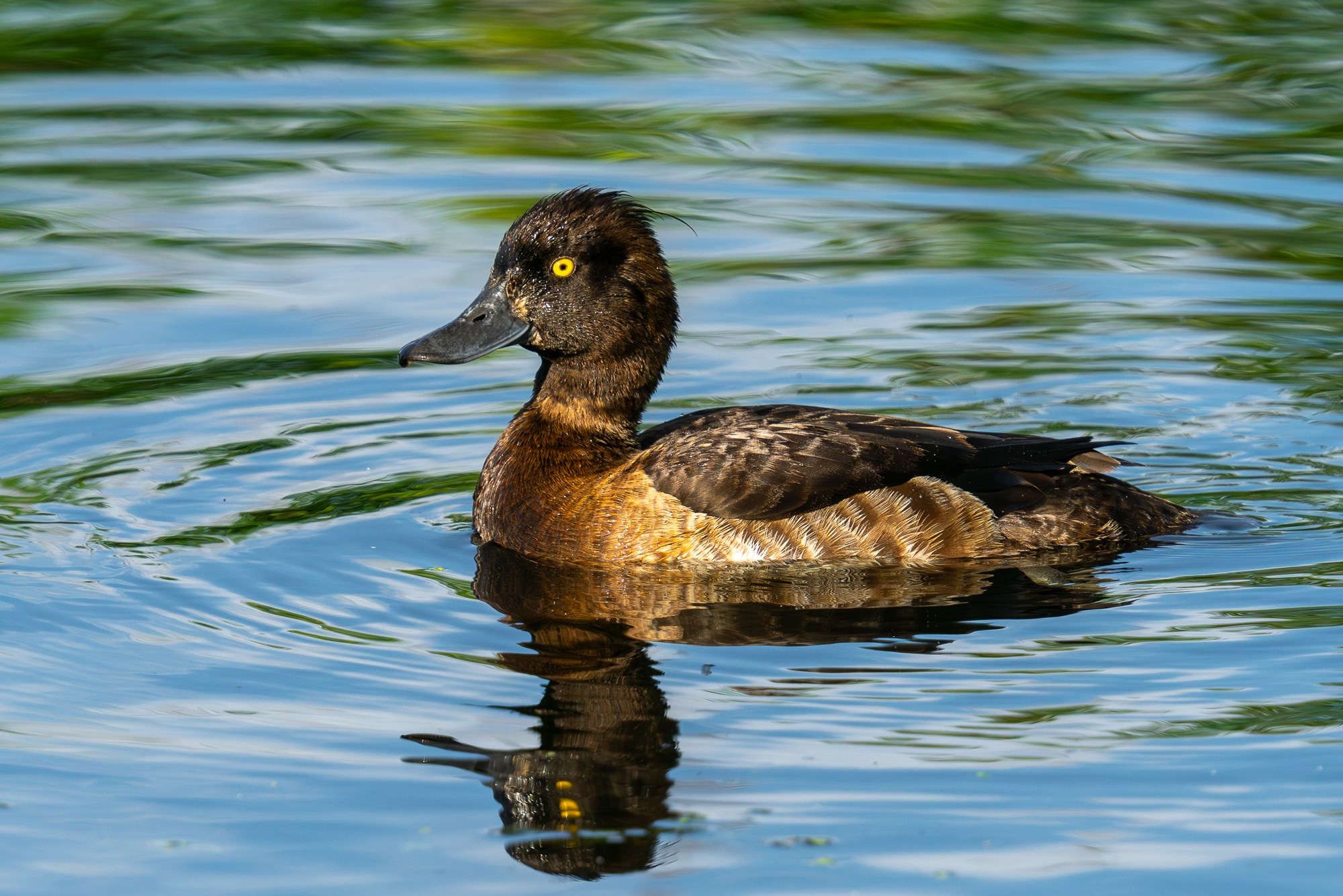 Удивительные мир птиц. Вокруг нас столько прекрасного — присмотритесь!. Ваш личный фотограф Марина Волкова