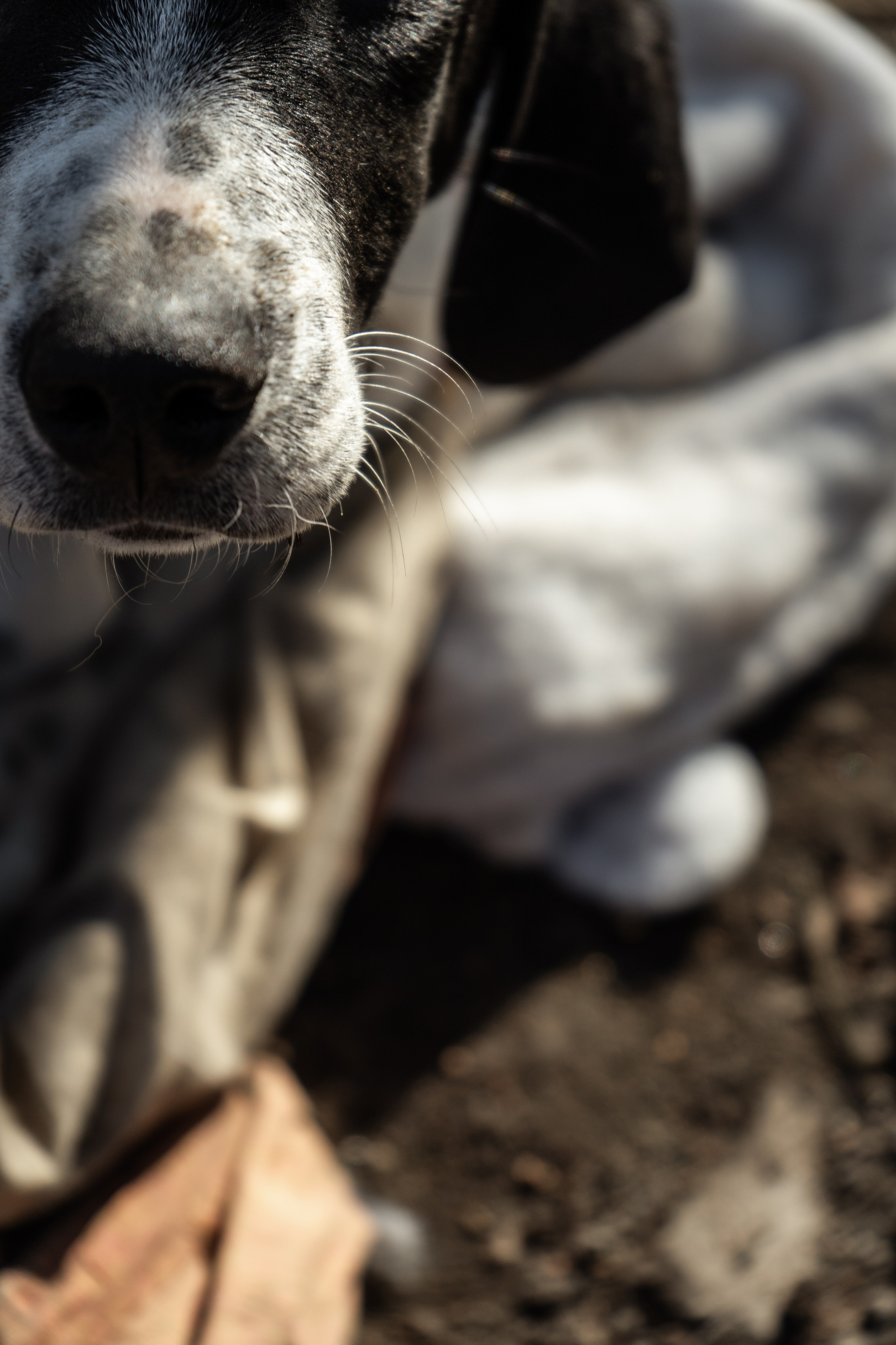 Pets. Makaroshkassirom — photographer in Minsk