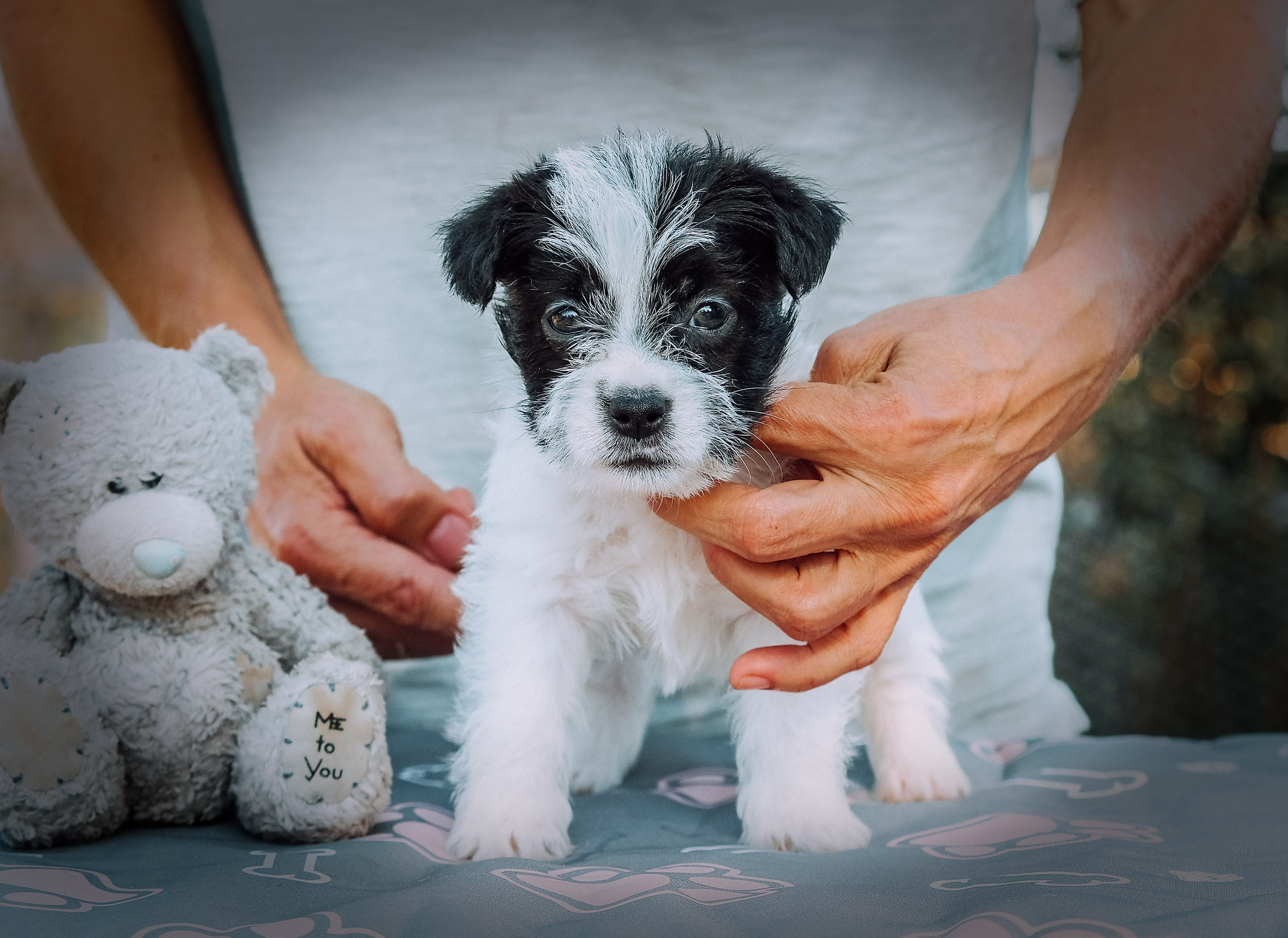 X_female1_b_w. CANE MAESTRO — kennel Jack Russell Terrier