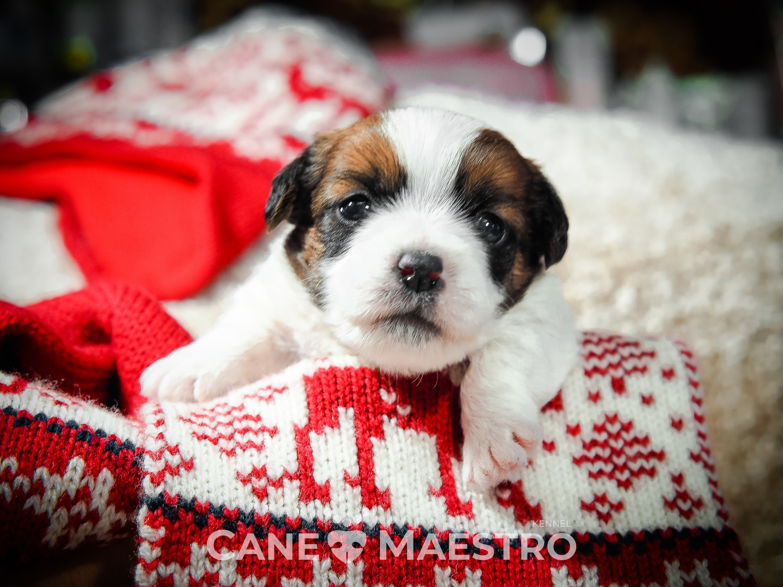 Мальчик 2. Кобель бело-рыжий. Джек рассел терьер щенок. КАНЕ МАЭСТРО — питомник Джек рассел терьеров