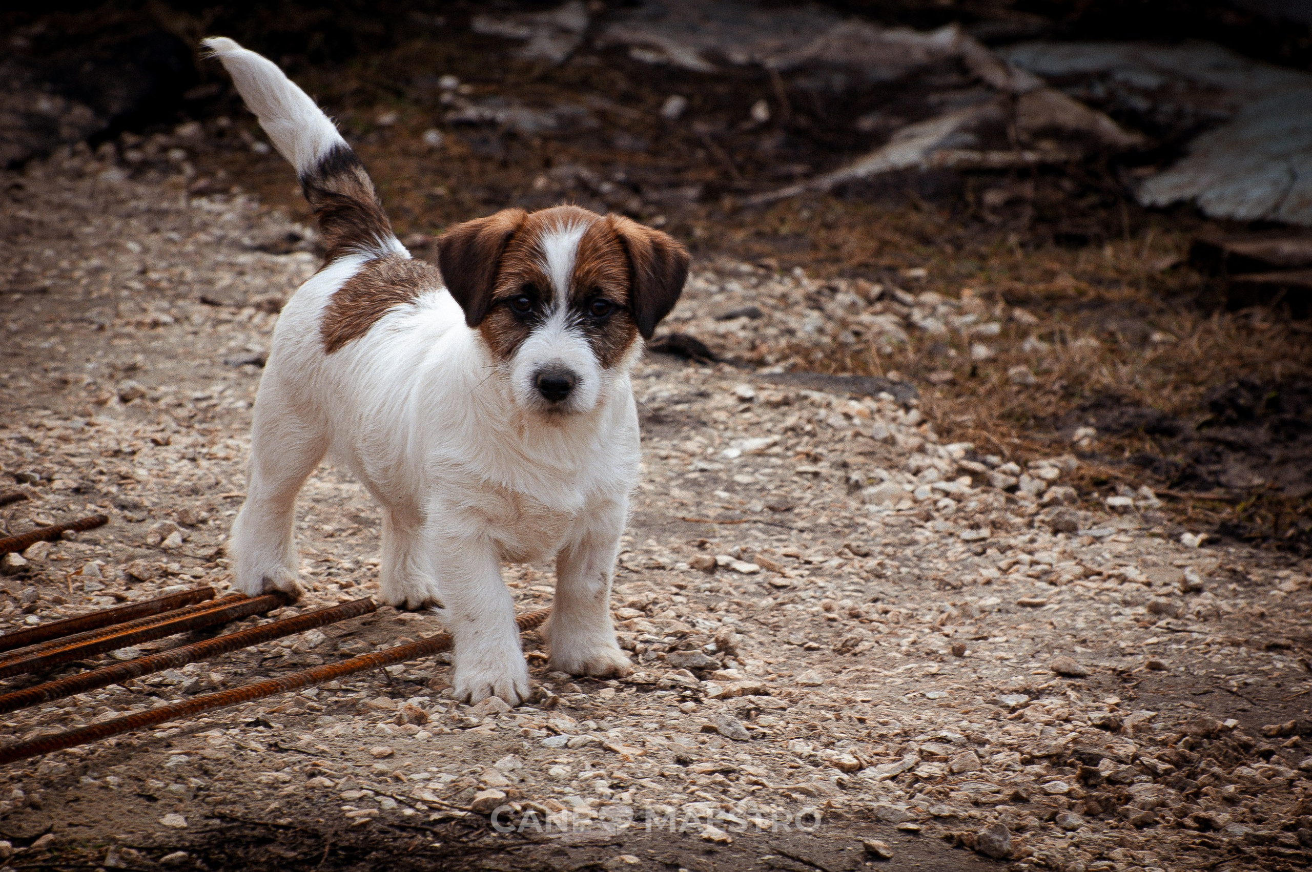 Мальчик 2. Кобель бело-рыжий. Джек рассел терьер щенок. КАНЕ МАЭСТРО — питомник Джек рассел терьеров