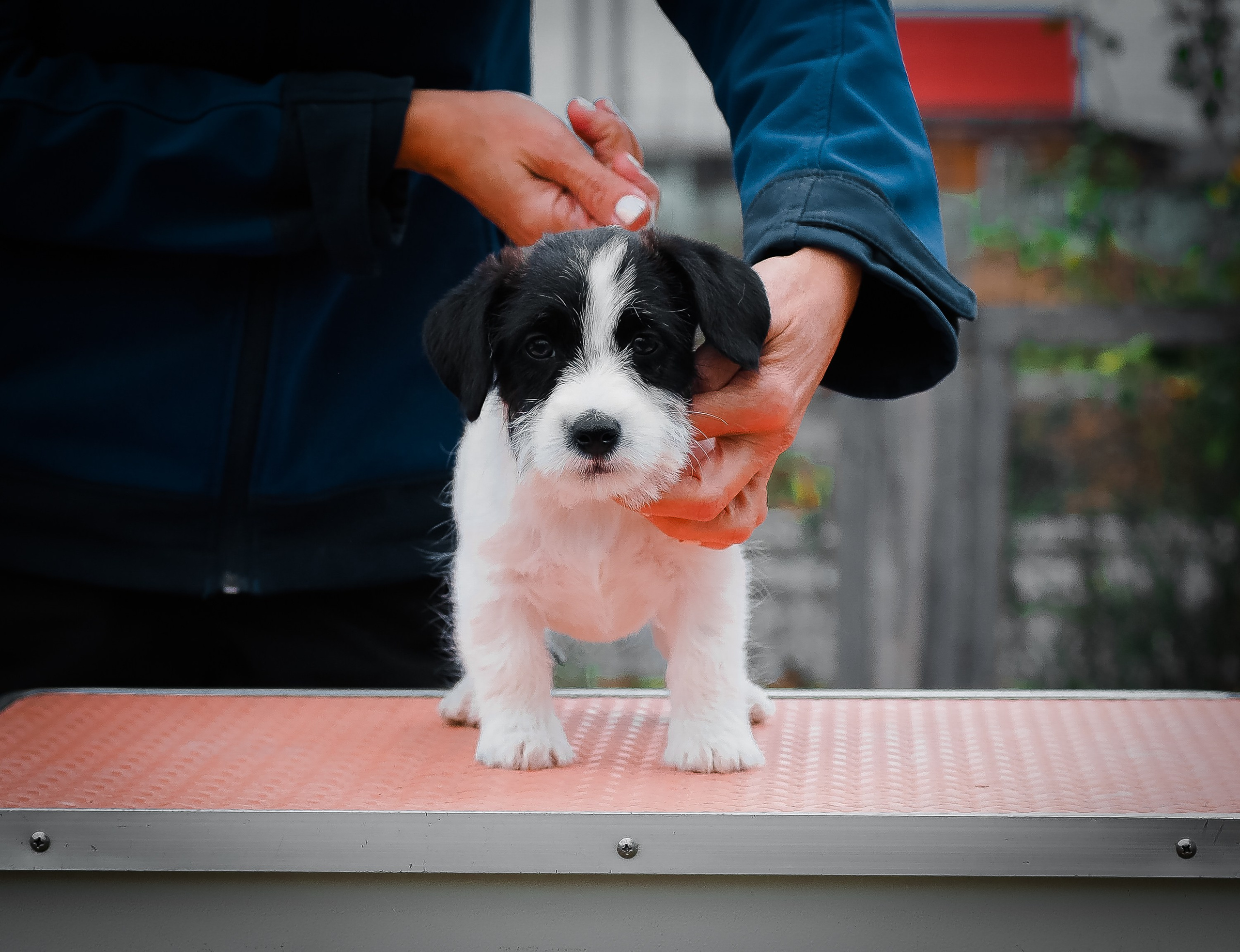 X_КОБЛ_4_БЕЛ_ЧЕРН. CANE MAESTRO — kennel Jack Russell Terrier