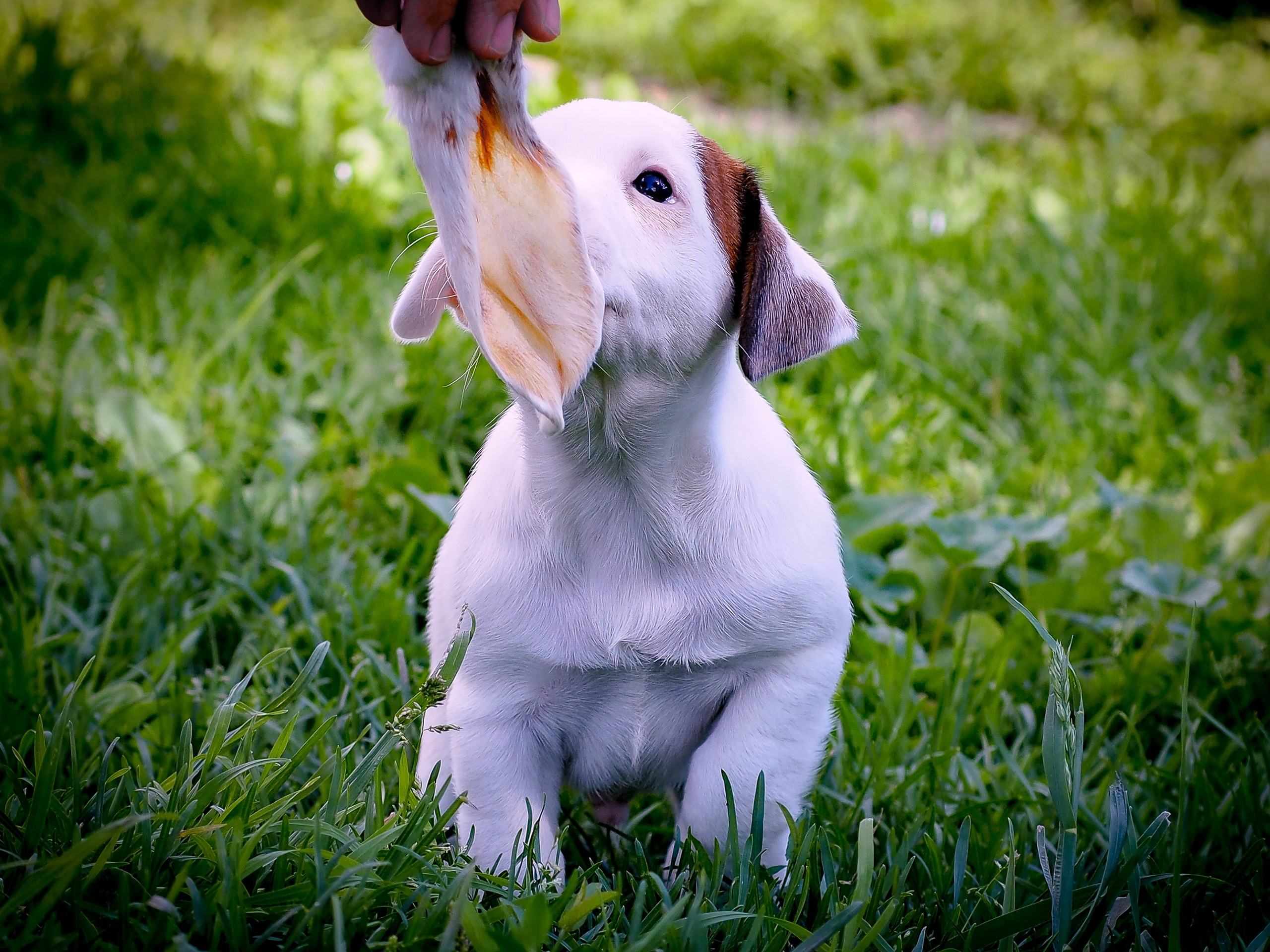 ЭСКИМО_MALE. CANE MAESTRO — kennel Jack Russell Terrier