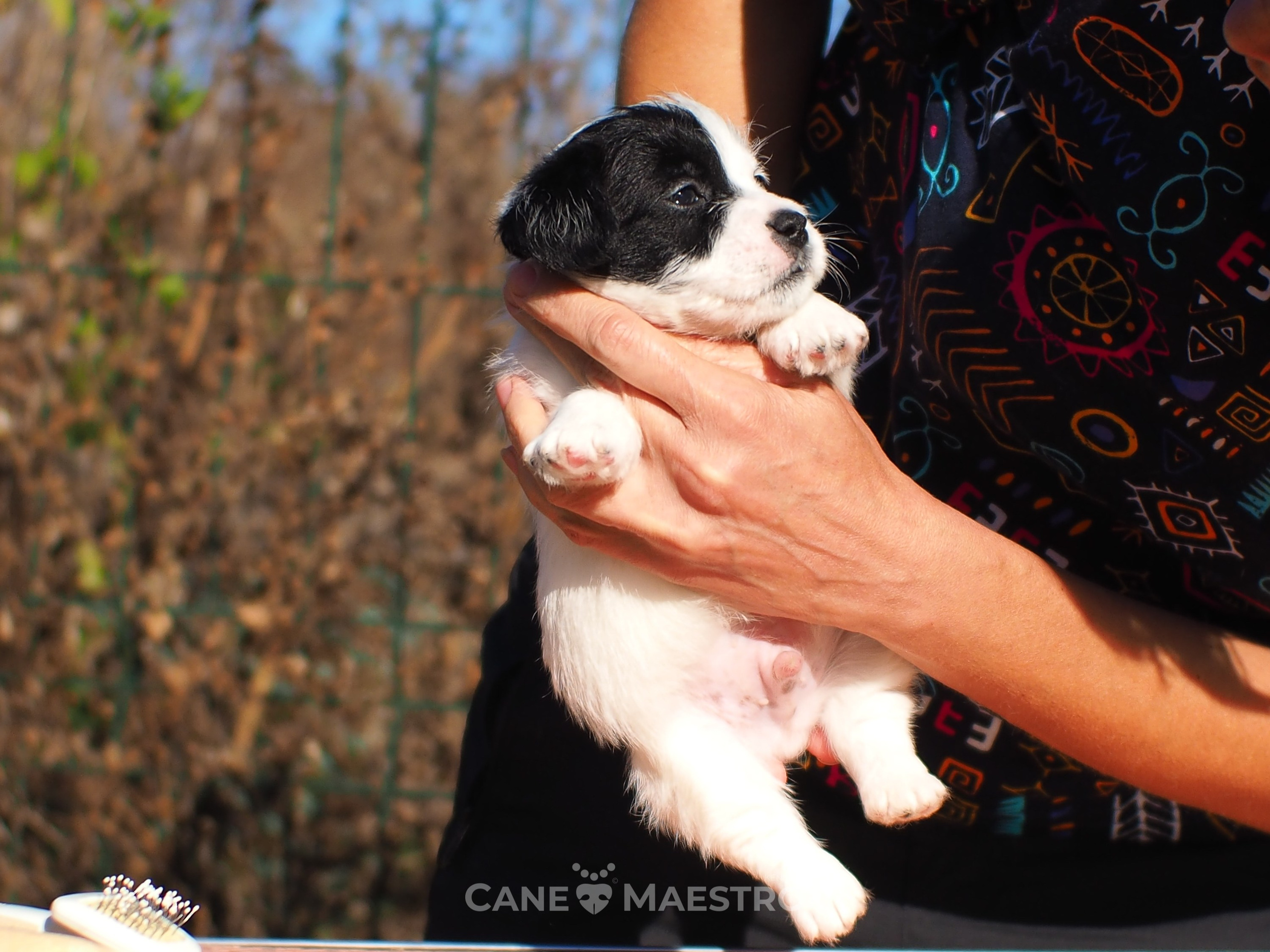 КОБ_Z_2_BLACK_27_08_2025. CANE MAESTRO — kennel Jack Russell Terrier