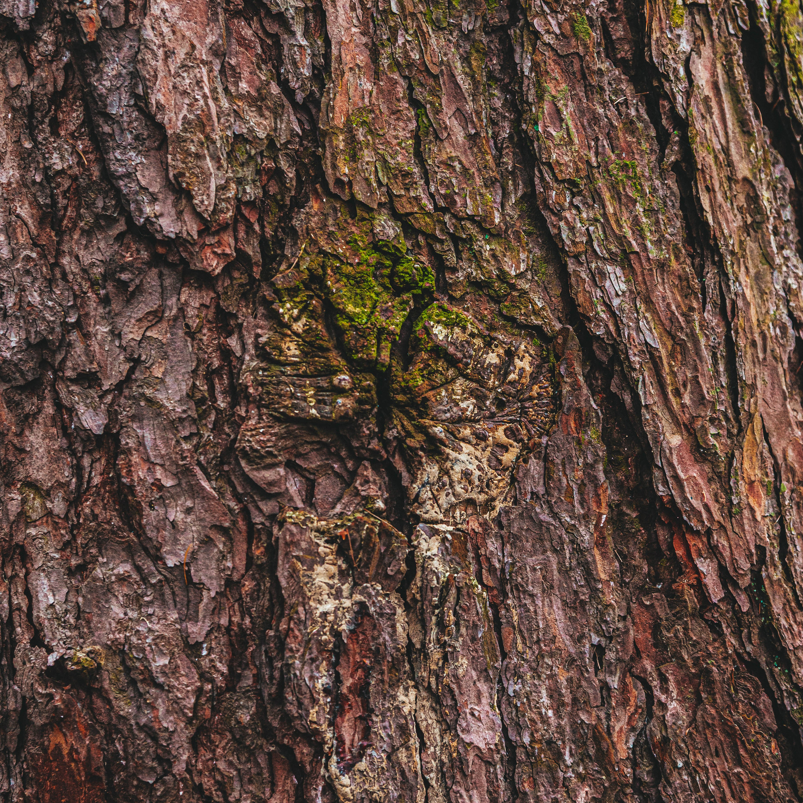 Калининград, декабрь 2025. Фотограф в Ярославле Ольга Пыненкова