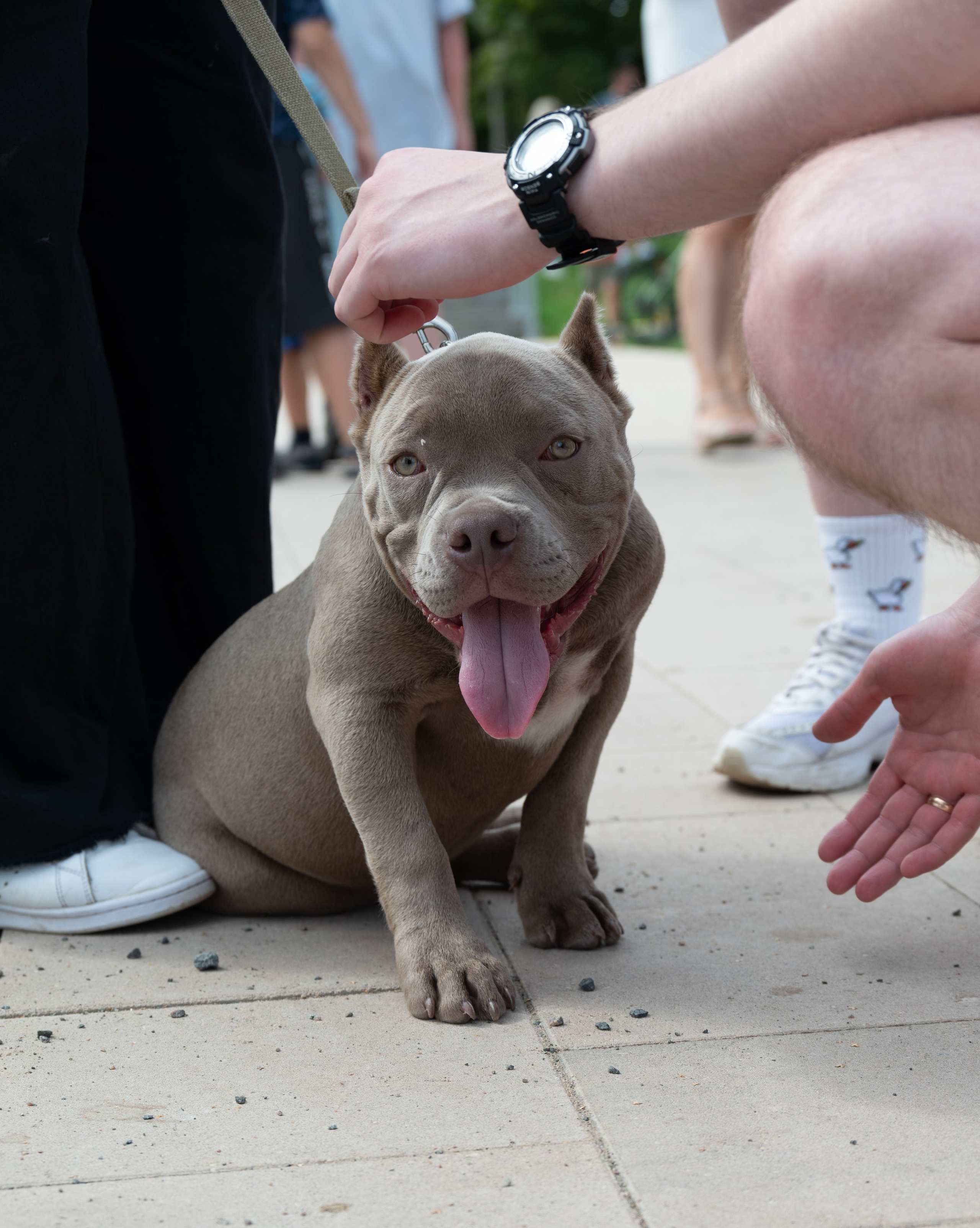Pets Fest. Юлия Чайко, фотограф в Минске