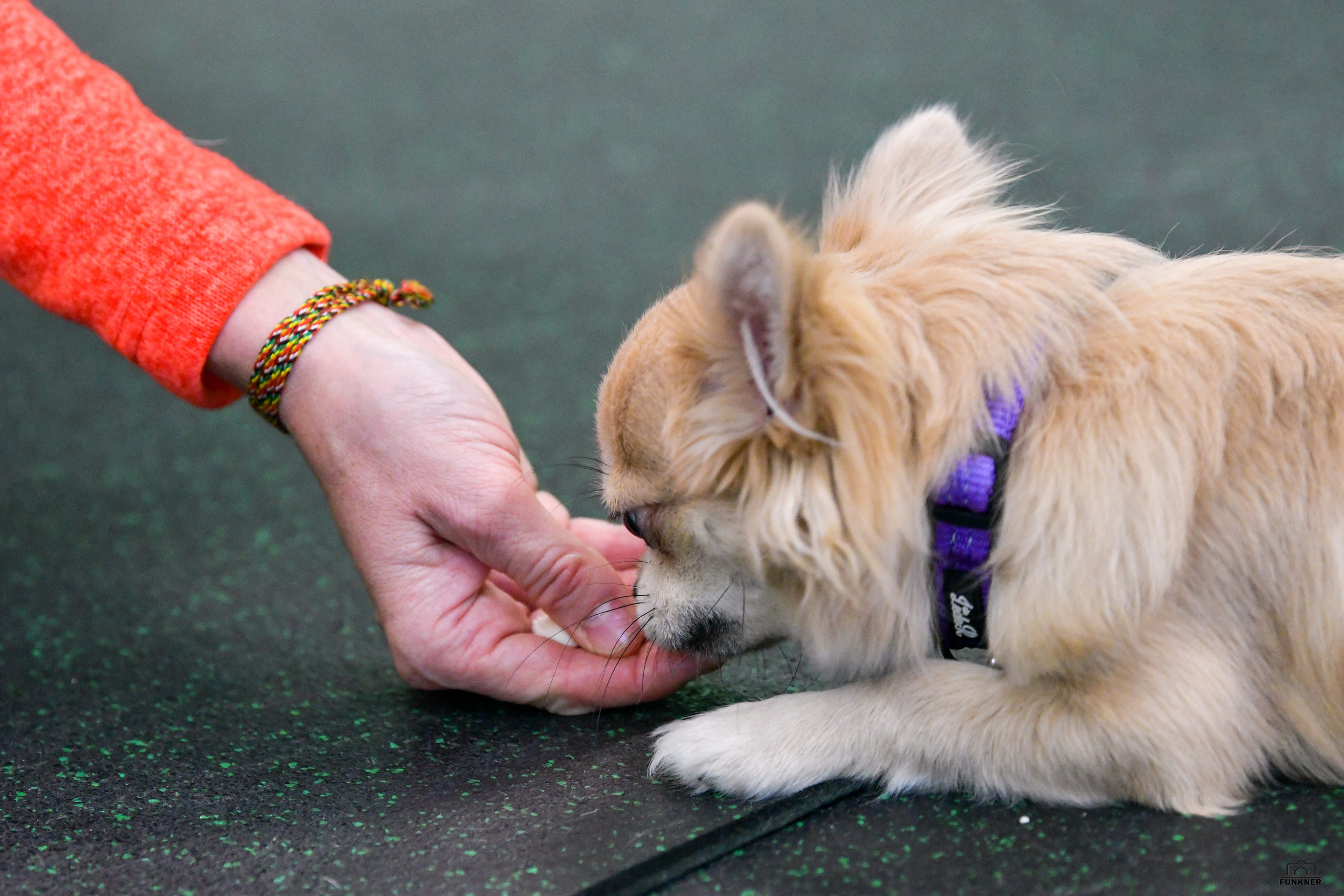 Кинологический клуб «Бодрый хвост». Свой взгляд через объектив
