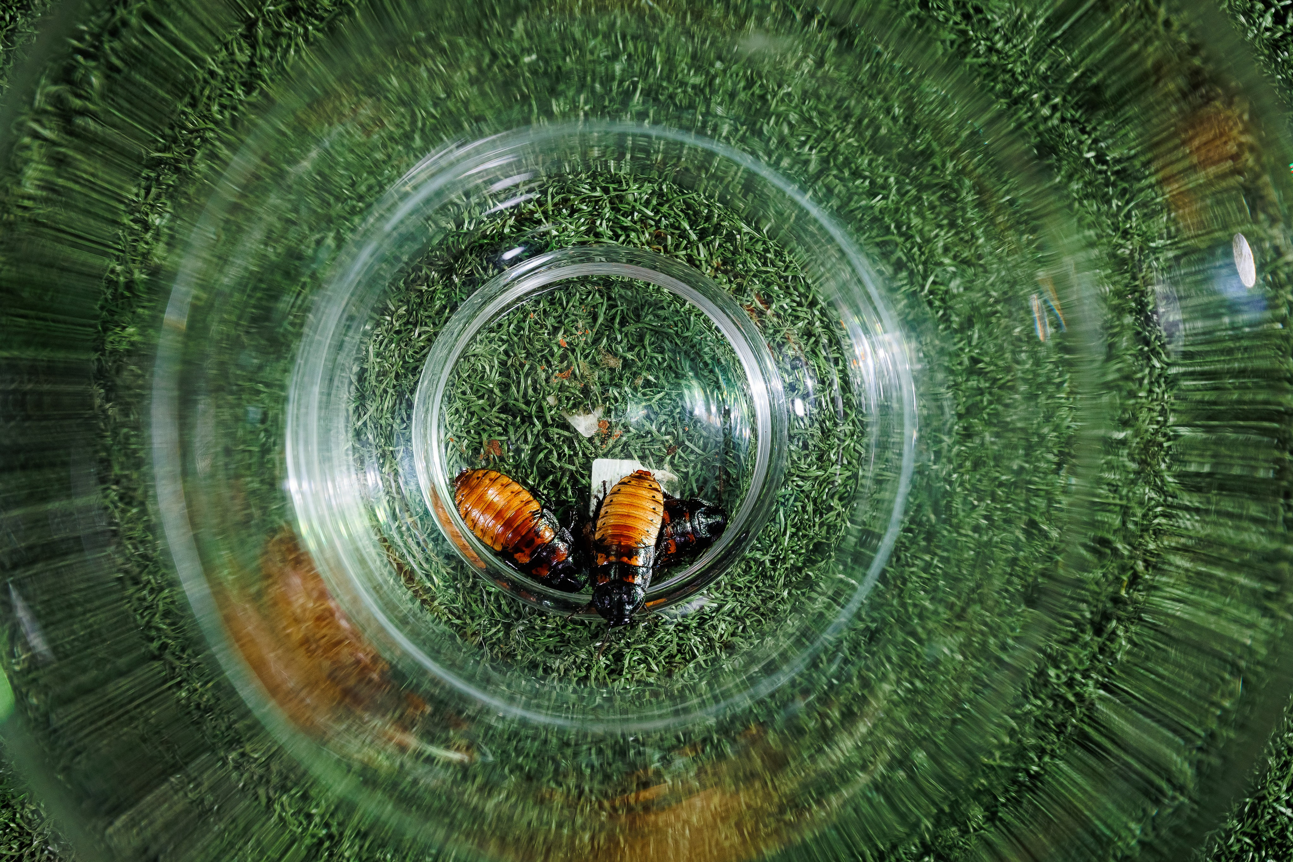 День рождения Полины и Егора «Джуманджи». Семейный и детский фотограф Комина Елена, Власиха, Одинцово