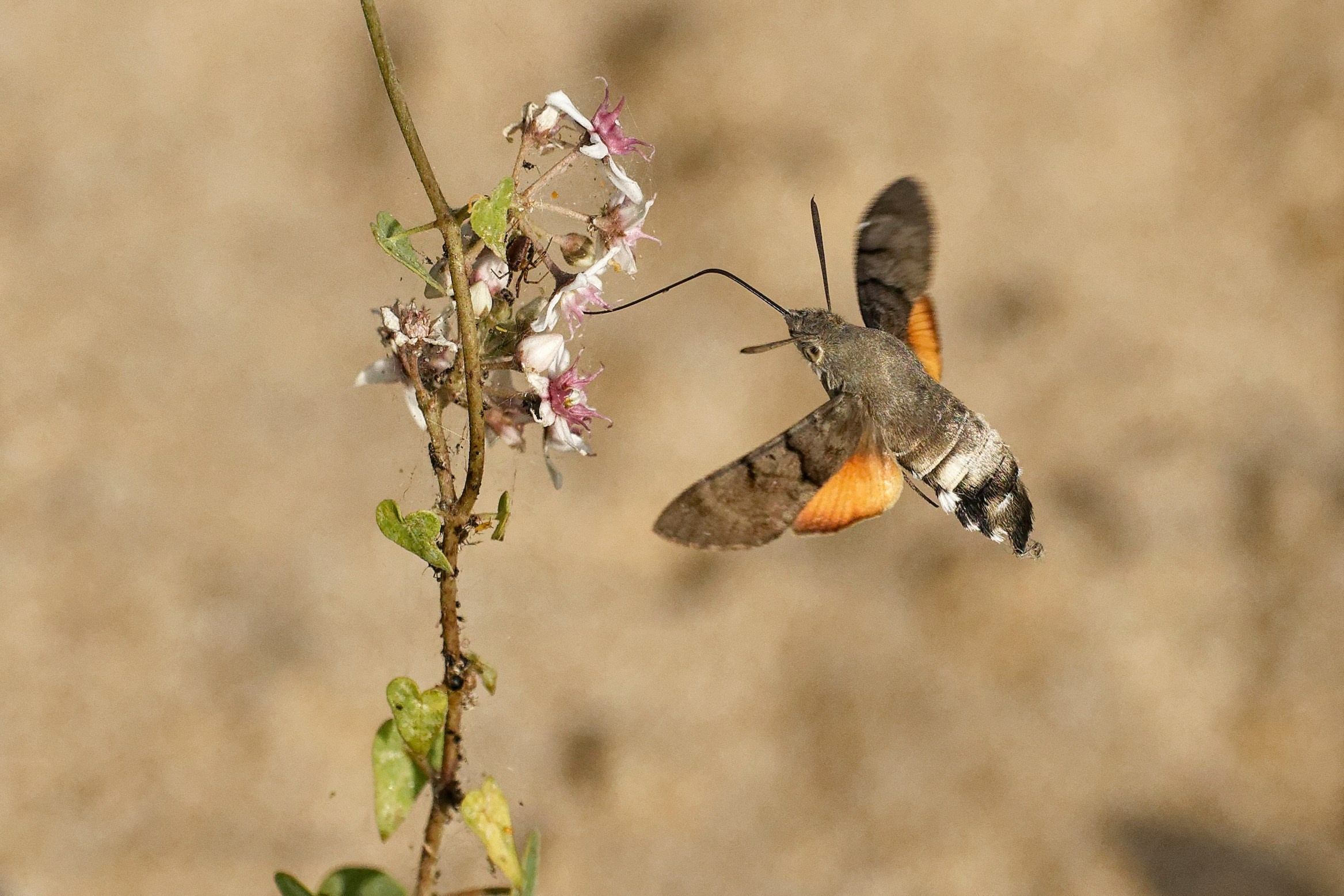 ПРИРОДА. Слепки времени. Фотографии природы и событий. Москва. Сергей Аллагулов