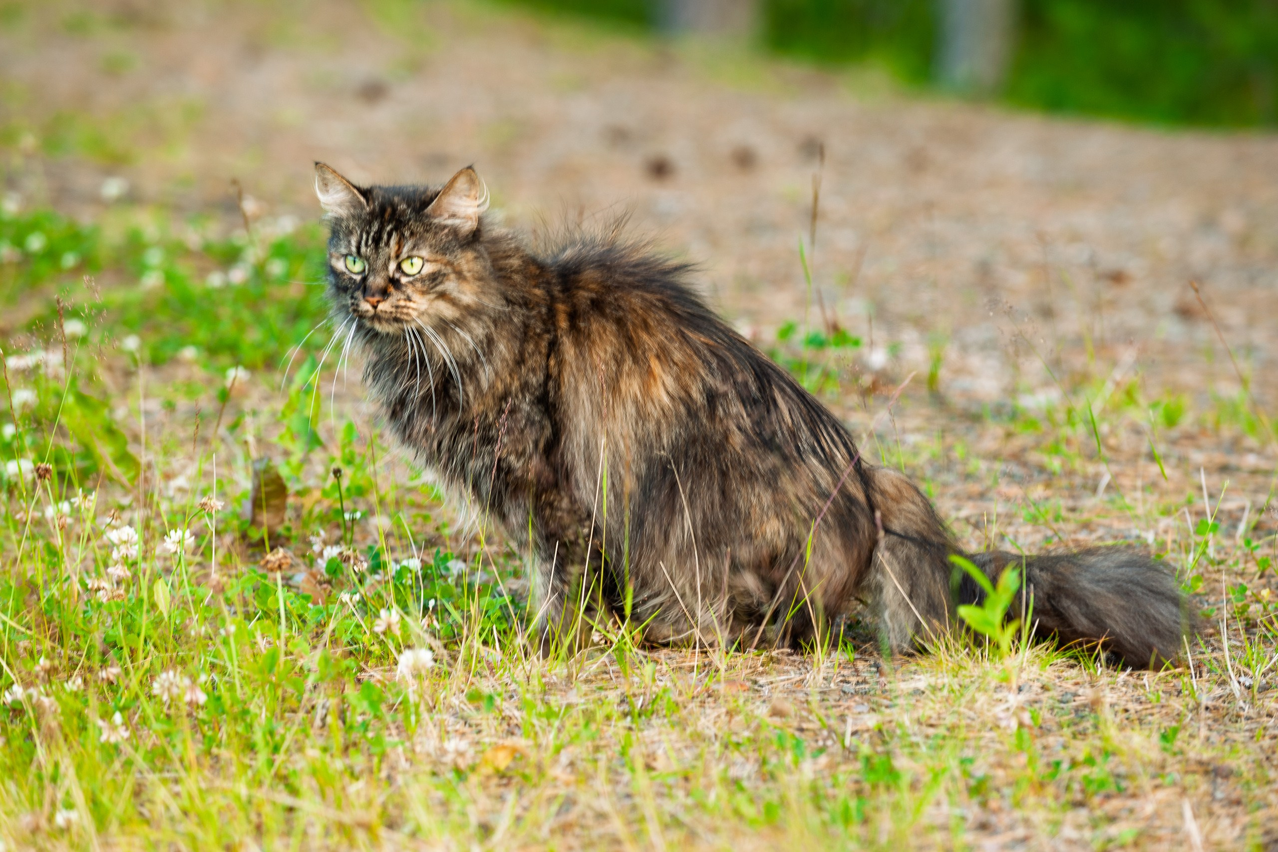 Летние тренировочные боры Школы Боевых Искусств «МОН» 2012 г. Карелия, кот