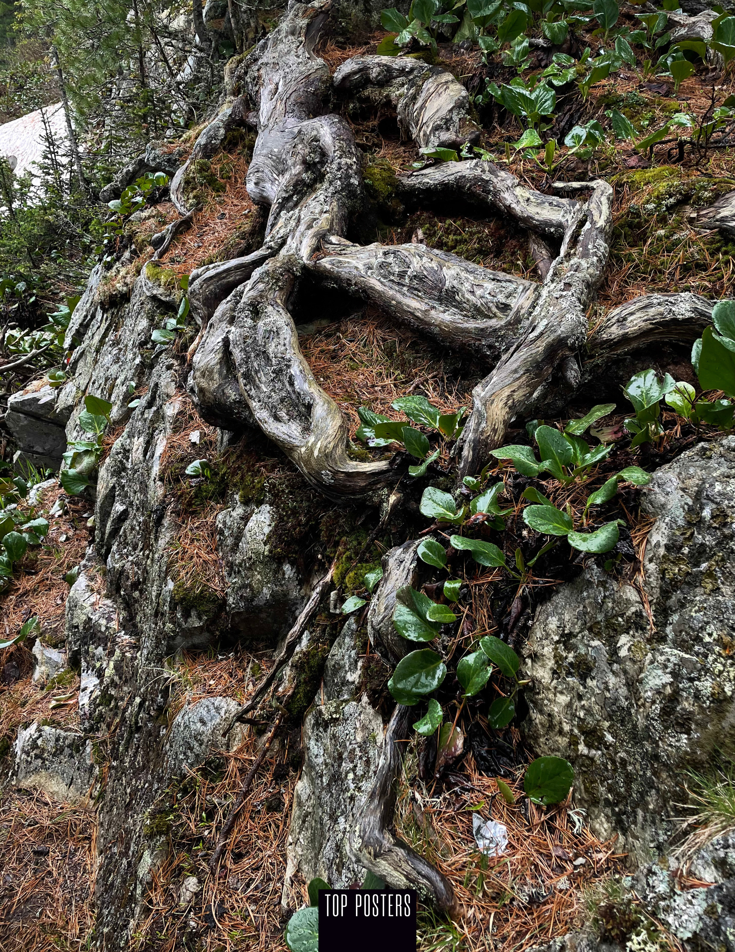 TOP POSTERS Mag. Elena Nikitina. Photo Artist. Film photography. Prints