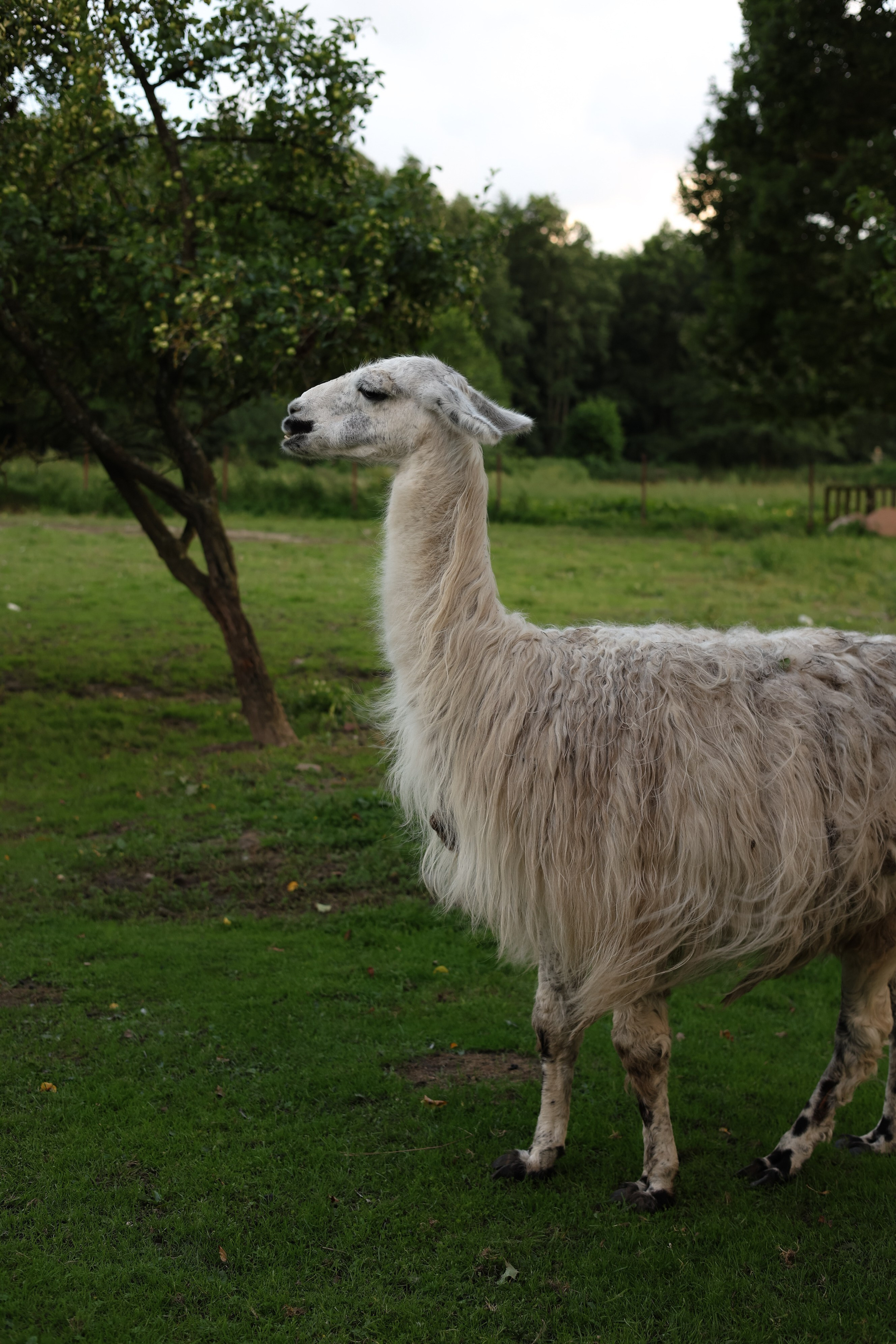 Алина & Сергей. Фотограф в Калининграде Сокирко Светлана