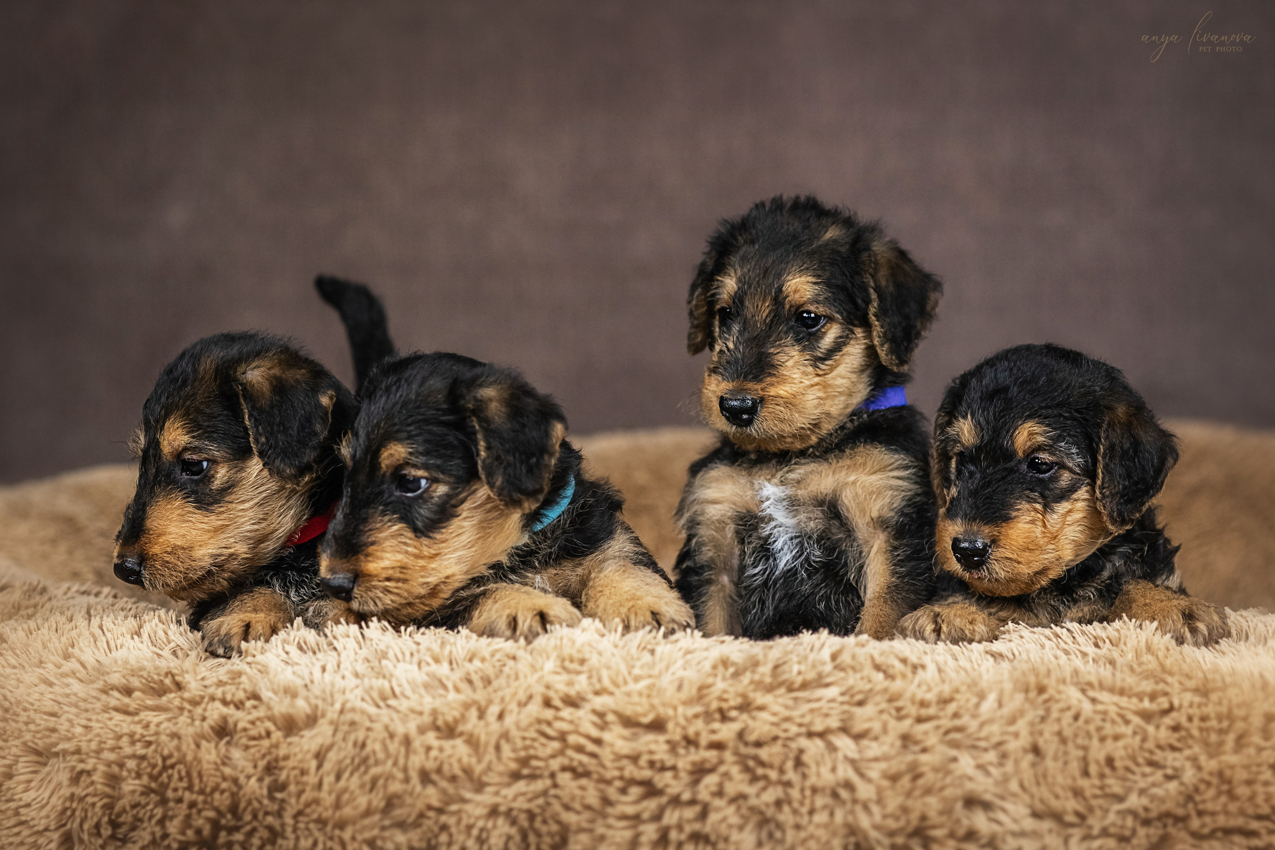 Эрдели. Фотограф анималист Аня Ливанова | Рыбинск