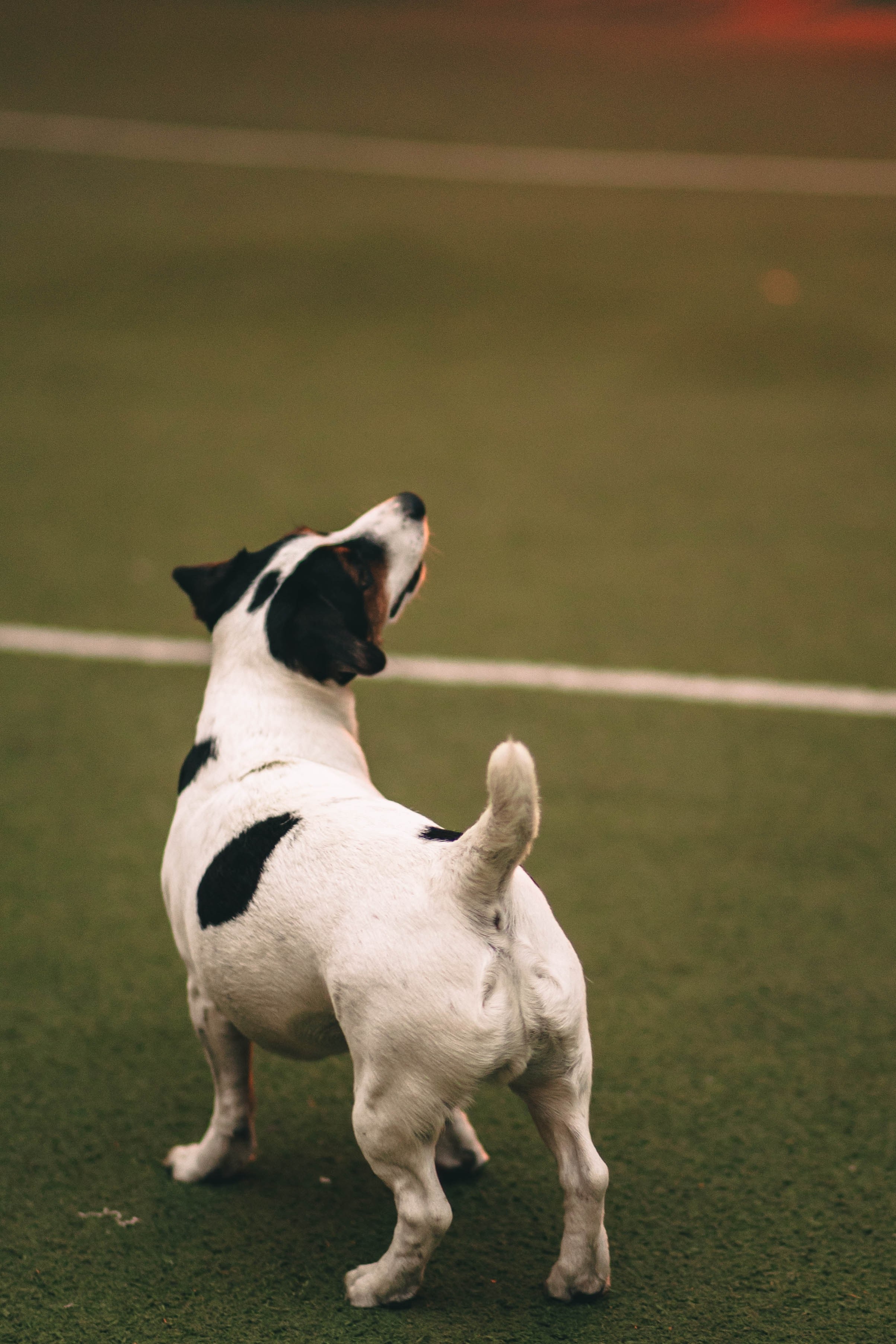 Pet-Party + Live-music |Парк Культуры. Фотограф в Ставрополе Алина Клочкова