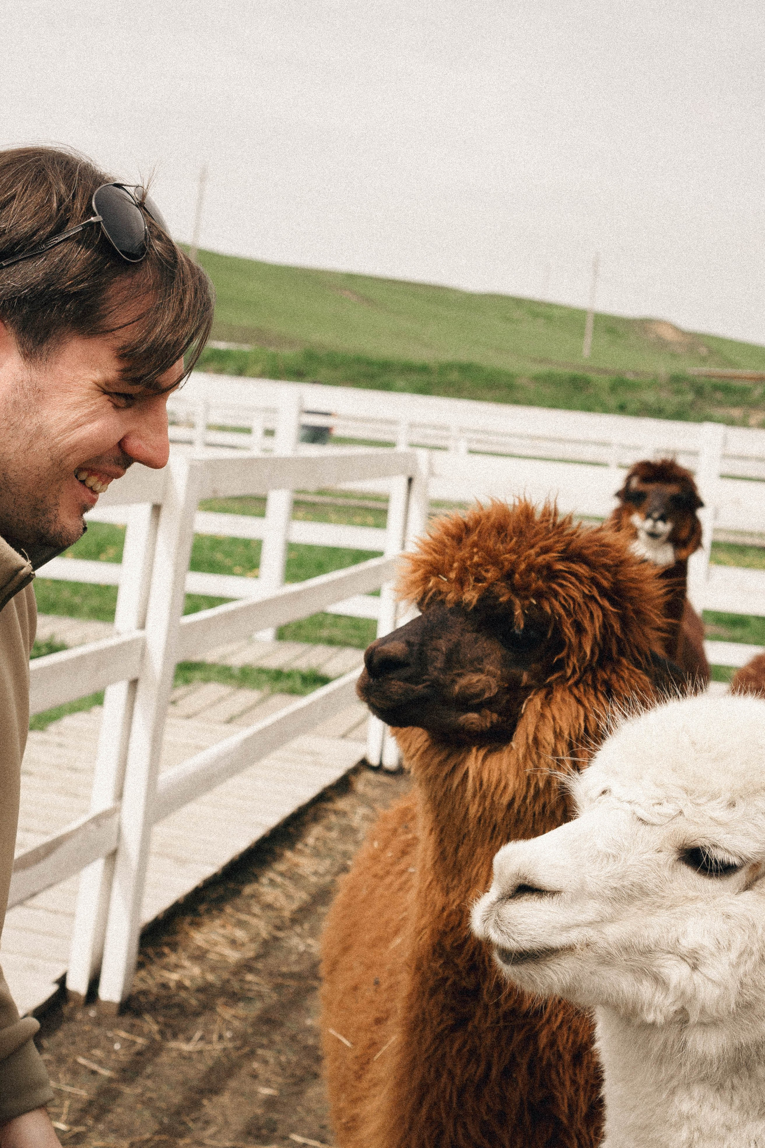 Ферма Альпак. Профессиональный фотограф, Санкт-Петербург — Виктория Богомолова