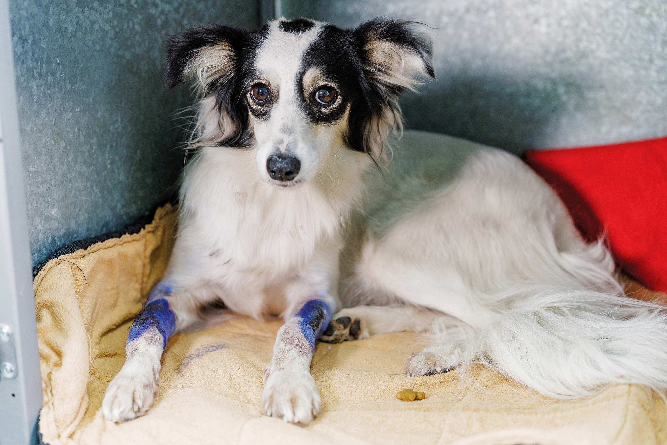 Vet clinic. Nina Petina