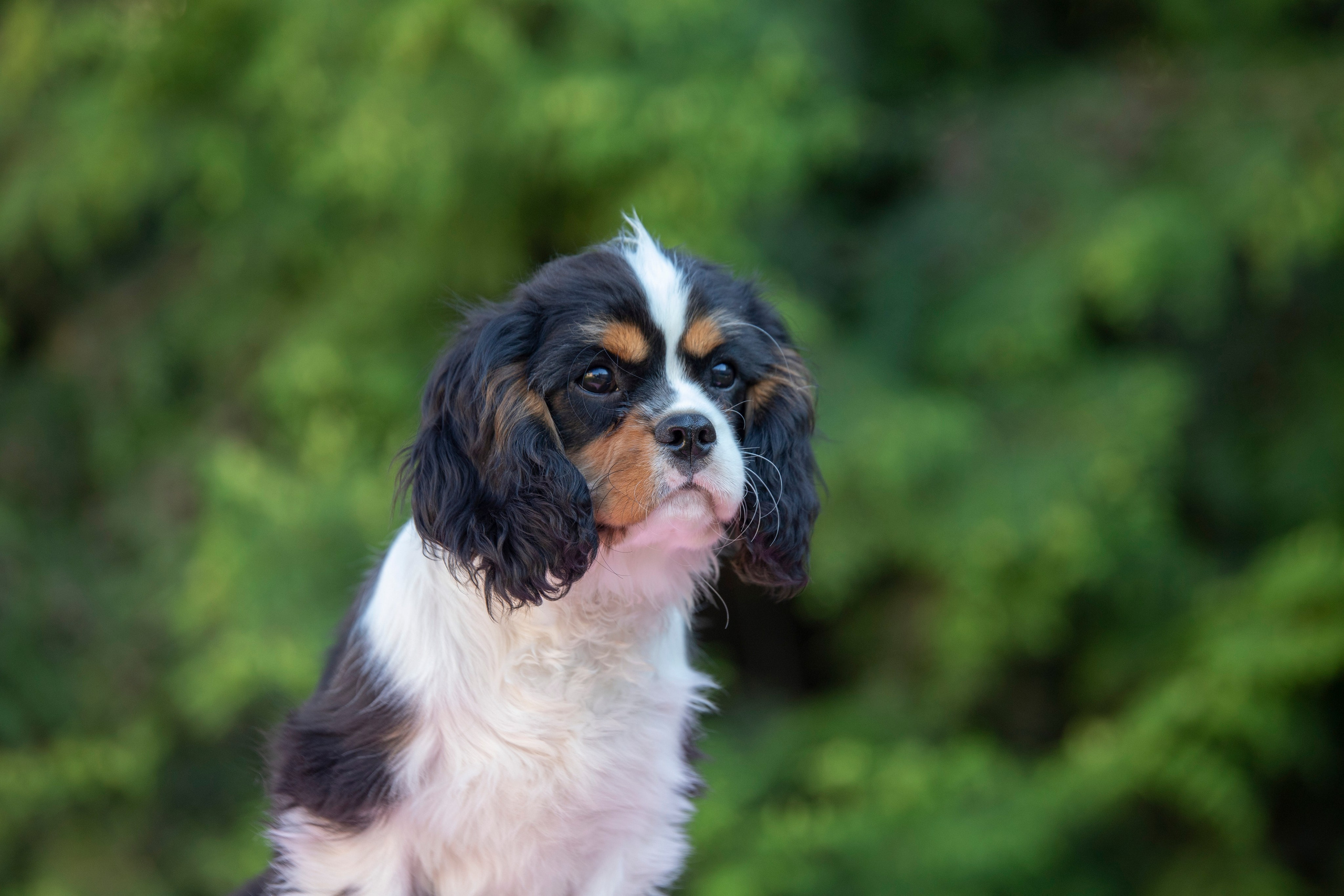 КАВАЛЕР КИНГ ЧАРЛЬЗ СПАНИЕЛЬ. Юлия Микульская. Рыбинск