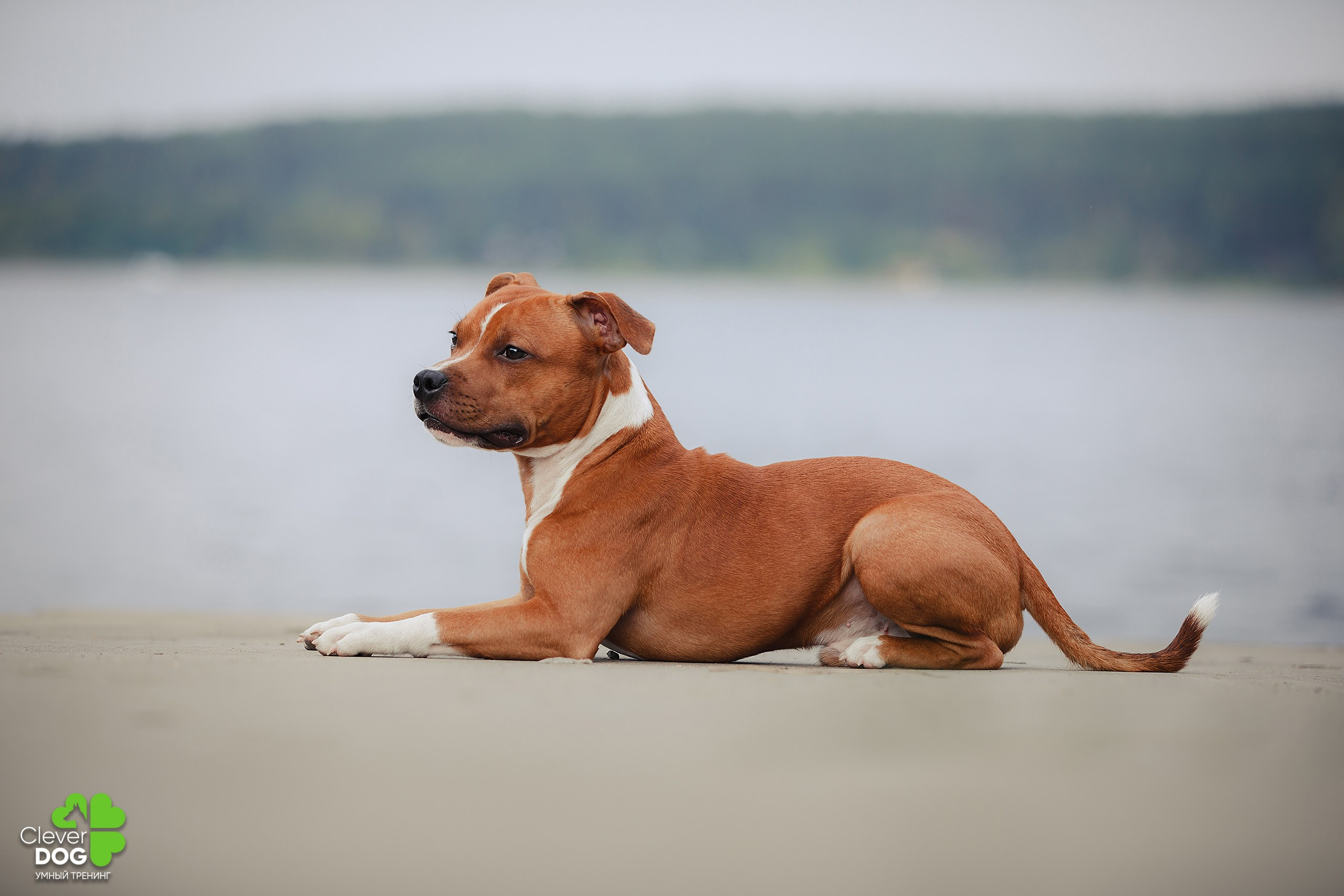 Кинологический лагерь CleverDog, 2024. Фотограф-анималист Mary Mart — Москва, Питер