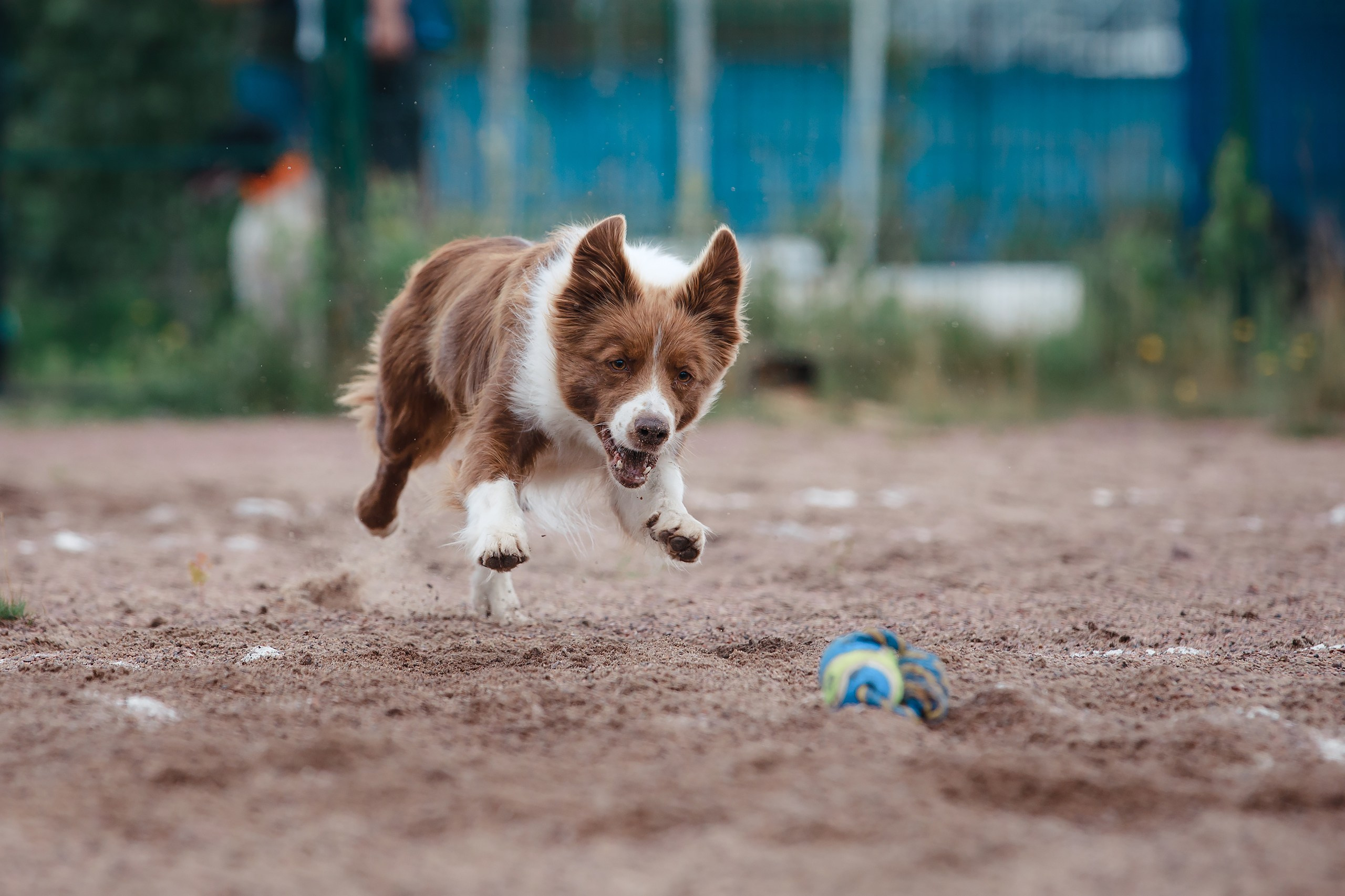 Питч&Гоу + веселые старты. Фотограф-анималист Mary Mart — Москва, Питер