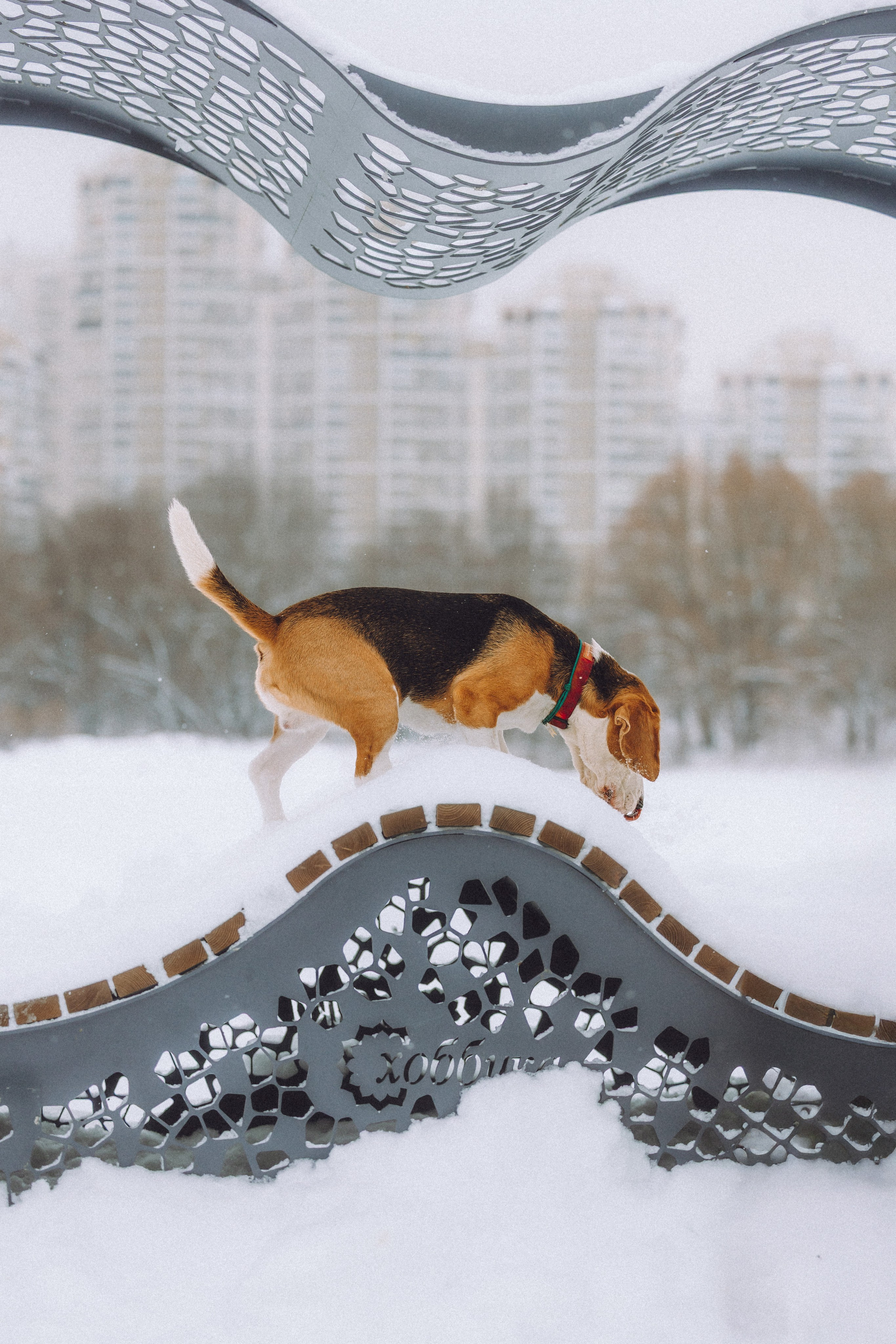 Роман, Портер и Коррес