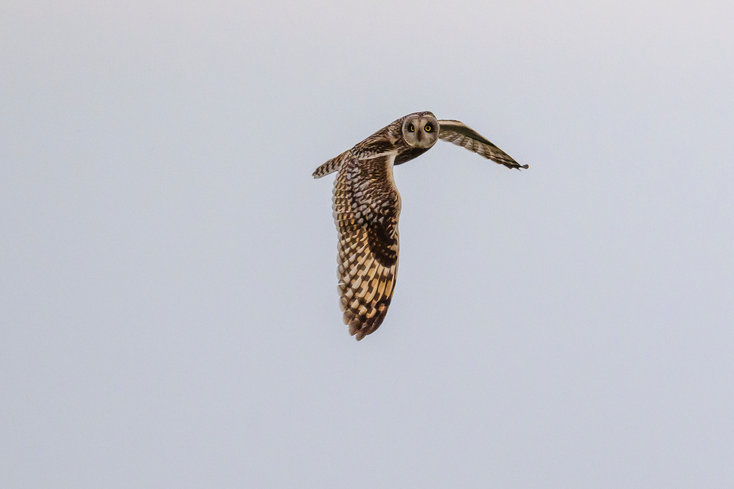 Лунь и трясогузки. Wildlife photography by Sergey Puponin
